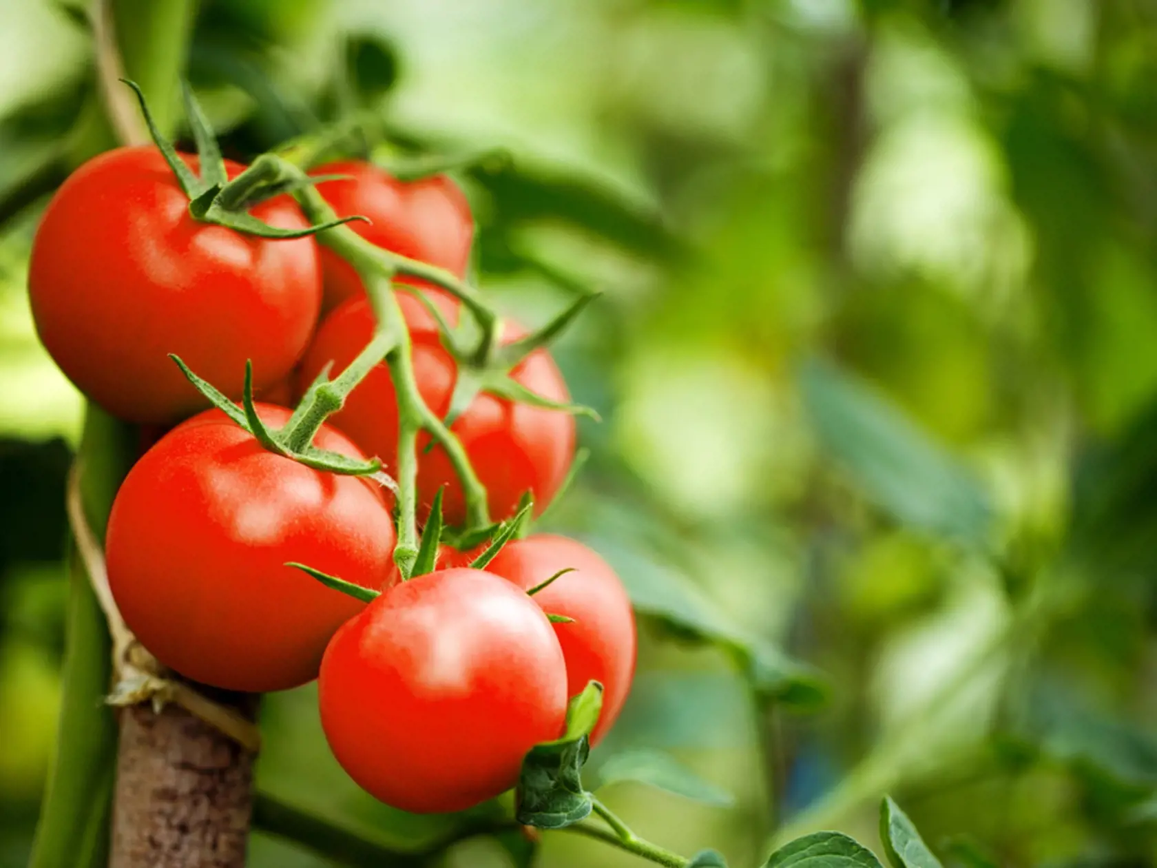 Beautiful,Red,Ripe,Heirloom,Tomatoes,Grown,In,A,Greenhouse.,Gardening