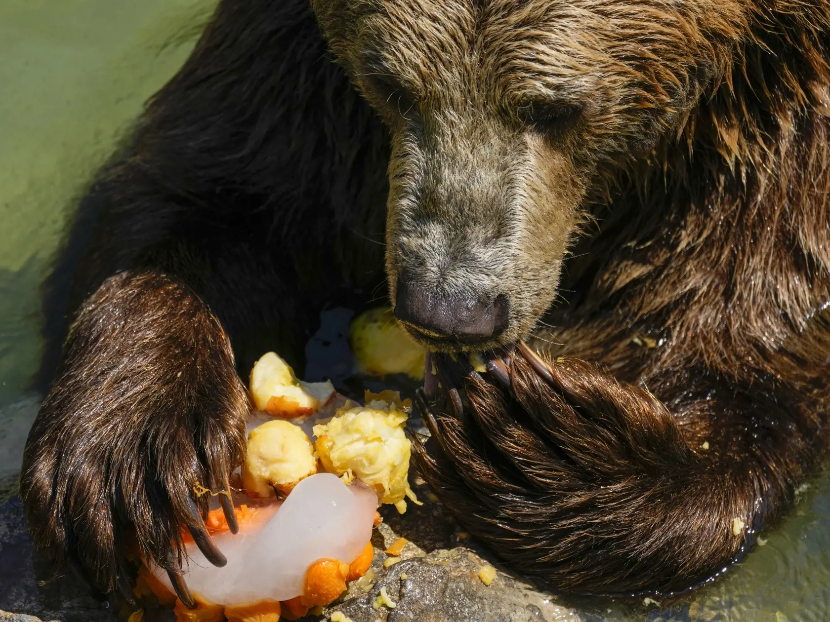 EBE 44 Rím - Na snímke medveď hnedý si pochutnáva na mrazenom ovocí počas horúceho dňa v zoologickej záhrade Bioparco di Roma v talianskej metropole 19. júla 2022. Ošetrovatelia zoologickej záhrady často dávajú zvieratám v horúcich letných dňoch ľadové bloky s ovocím alebo s mäsom. FOTO TASR/AP

An Eurasian brown bear eats a fruit icicle on a hot day at Bioparco di Roma, in Rome, Tuesday, July 19, 2022. Zookeepers at the Bioparco often give animals ice blocks with either fruit or meat inside on 