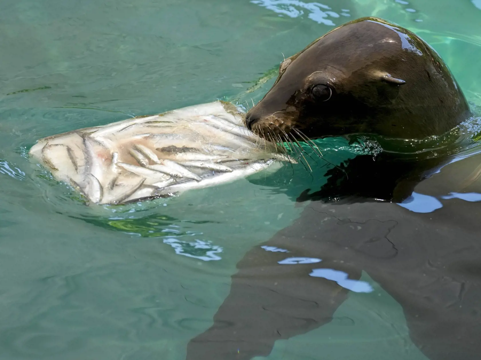 EBE 42 Rím - Tuleň žerie ľadový blok s mrazenými rybami počas horúceho dňa v zoologickej záhrade Bioparco di Roma v talianskej metropole 19. júla 2022. Ošetrovatelia zoologickej záhrady často dávajú zvieratám v horúcich letných dňoch ľadové bloky s ovocím alebo mäsom. FOTO TASR/AP

A seal eats from an icicle with frozen fish on a hot day at Bioparco di Roma, in Rome, Tuesday, July 19, 2022. Zookeepers at the Bioparco often give animals ice blocks with either fruit or meat inside on hot summer da