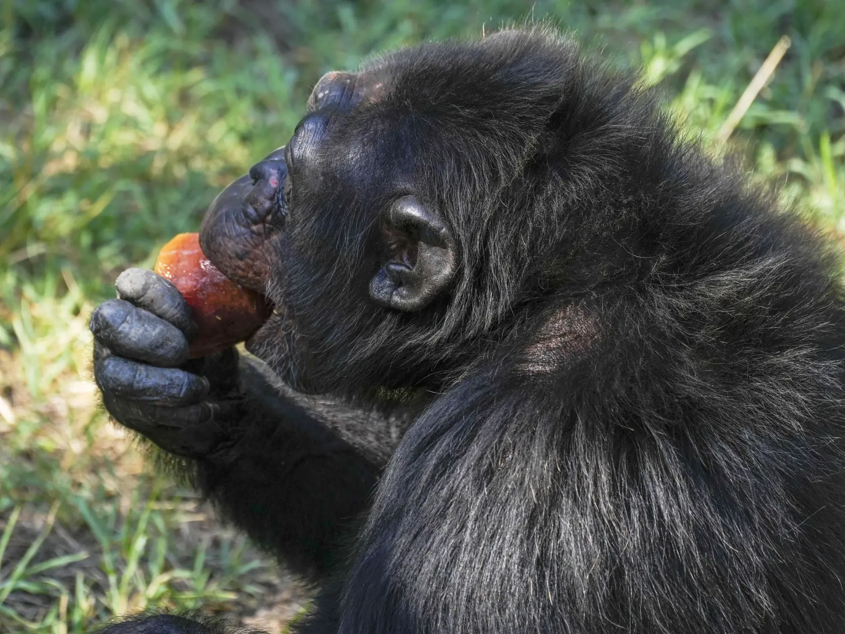 EBE 50 Rím - Na snímke šimpanz si pochutnáva na mrazenom ovocí počas horúceho dňa v zoologickej záhrade Bioparco di Roma v talianskej metropole 19. júla 2022. Ošetrovatelia zoologickej záhrady často dávajú zvieratám v horúcich letných dňoch ľadové bloky s ovocím alebo s mäsom. FOTO TASR/AP

A chimpanzee sucks on a fruit icicle,  on a hot day at Bioparco di Roma, in Rome, Tuesday, July 19, 2022. Zookeepers at the Bioparco often give animals ice blocks with either fruit or meat inside on hot summe