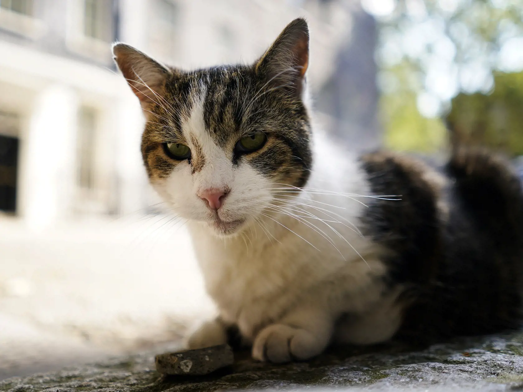 Mačacia infekčná perotonitída (FIP) je vírusové ochorenie mačiek, ktoré je spôsobované istými kmeňmi vírusu s názvom mačací koronavírus (feline coronavirus - FCoV), píše na svojej webovej stránke fakulta veterinárnej medicíny Cornell University v americkom štáte New York. (Ilustračné foto)