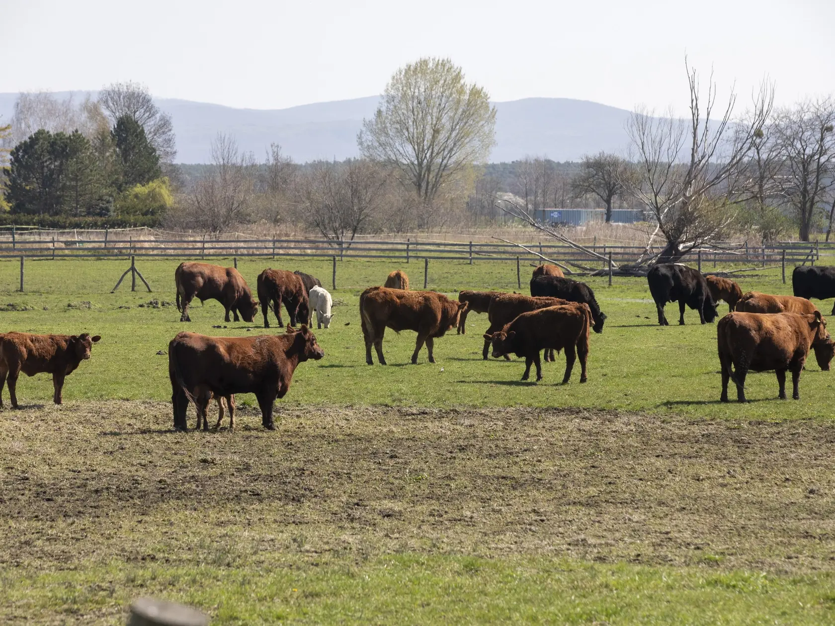 Na snimke je obec Plavecký Štvrtok, kde sa našlo ďalšie ohnisko nákazy slintačky a krívačky , okrem južného Slovenska aj na Záhorí.