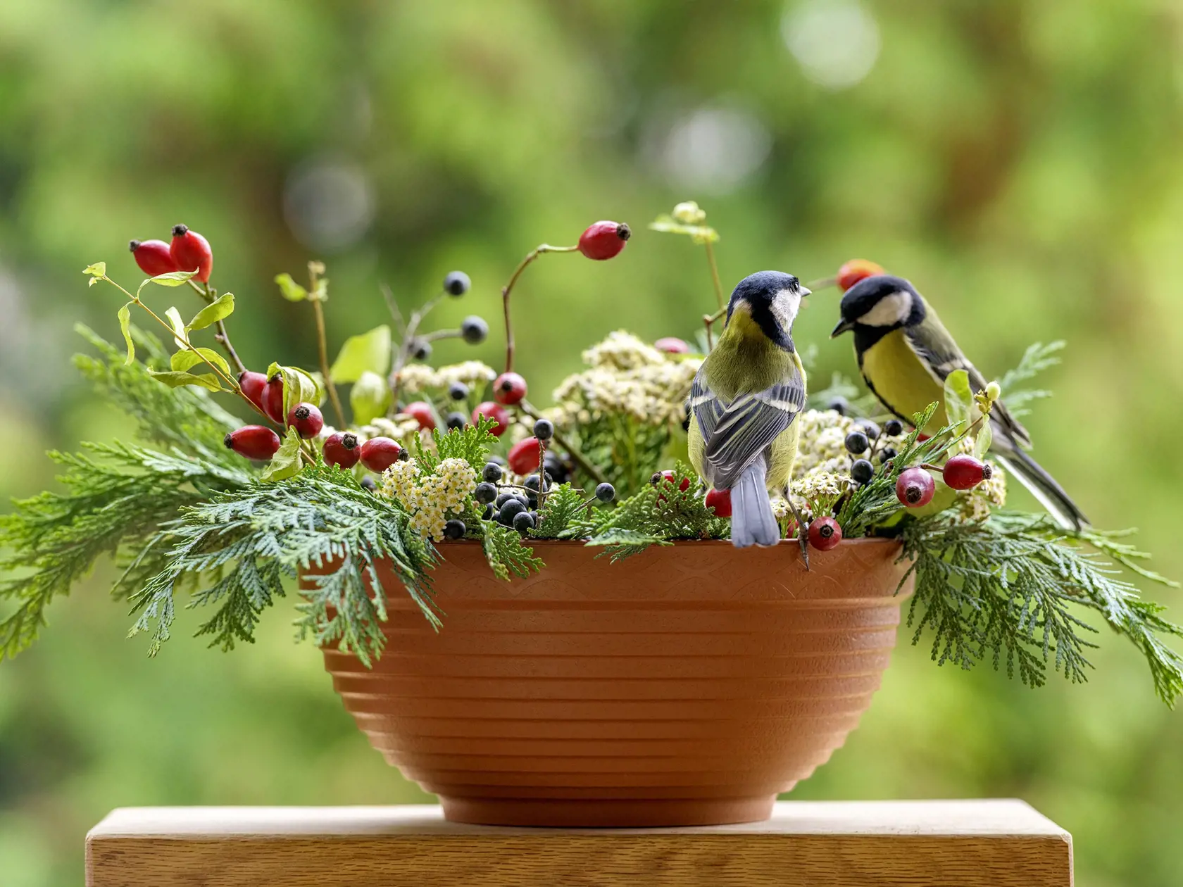 Group of great tit birds sitting on a rosehip branch in a winter themed flower bouquet arrangement, feeding.