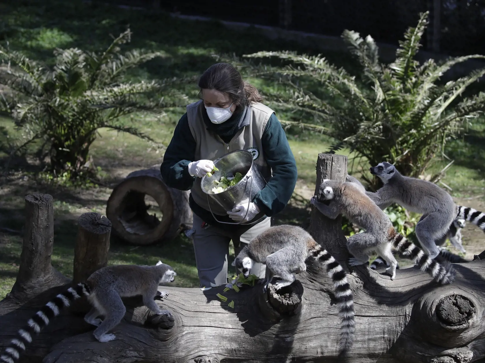 MIK 36 Rím - Opatrovateľka v zoo Benedetta Pellegriniová nosí ochranné rúško pri kŕmení lemurov v zavretej zoologickej záhrade v Ríme 25. marca 2020. Zoologická záhrada znížila počet svojich aktívnych pracovníkov a podľa nových pravidiel na zastavenie šírenia koronavírusu pracovníci v administratíve zostali doma. . FOTO TASR/AP

Zoo keeper Benedetta Pellegrini wears a face mask as she feeds lemurs, at the closed Rome's zoological garden, Wednesday, March 25, 2020. The zoo has scaled down the num