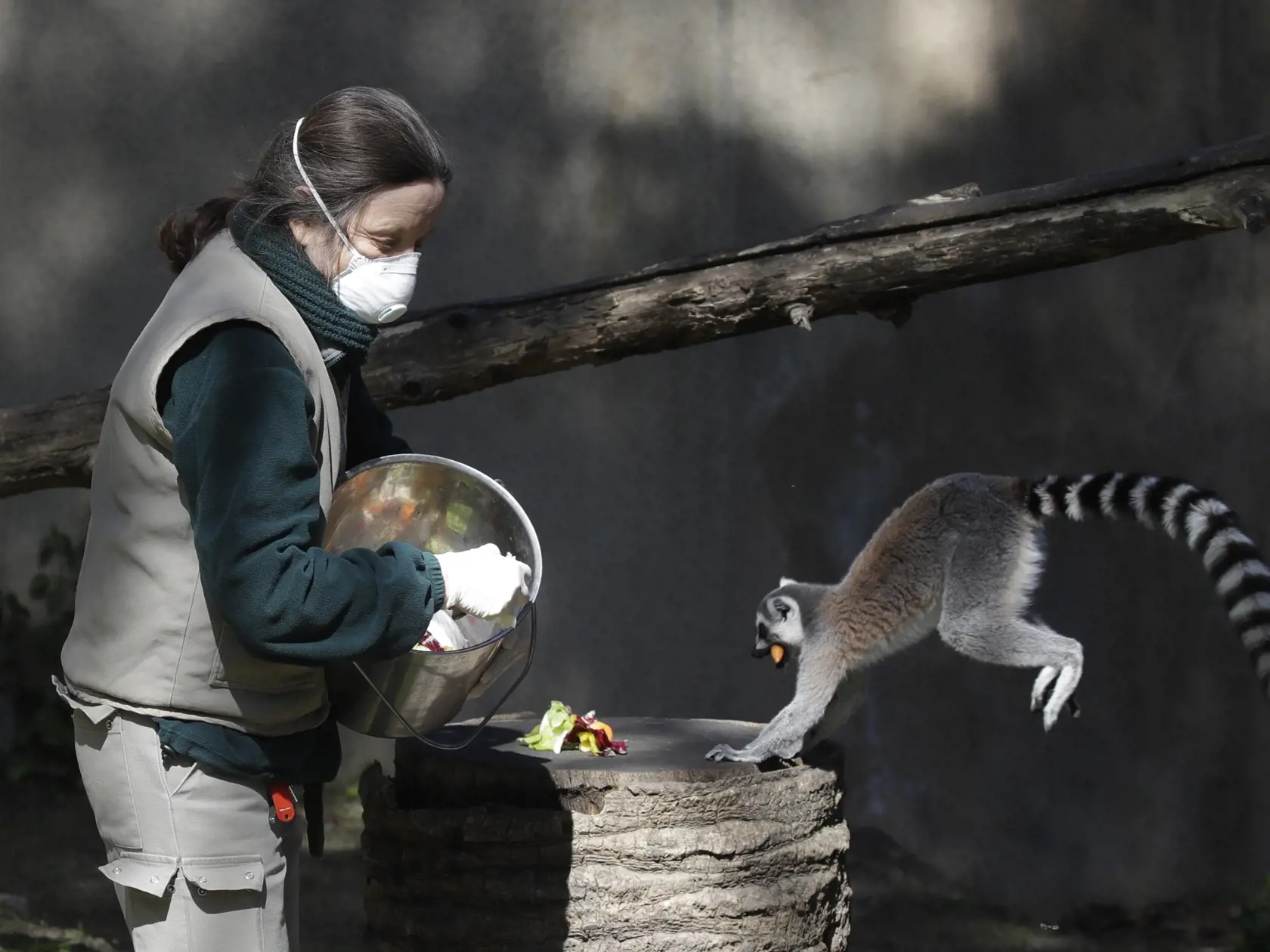 MIK 37 Rím - Opatrovateľka v zoo Benedetta Pellegriniová nosí ochranné rúško pri kŕmení lemurov v zavretej zoologickej záhrade v Ríme 25. marca 2020. Zoologická záhrada znížila počet svojich aktívnych pracovníkov a podľa nových pravidiel na zastavenie šírenia koronavírusu pracovníci v administratíve zostali doma. . FOTO TASR/AP

Zoo keeper Benedetta Pellegrini wears a face mask as she feeds lemurs, at the closed Rome's zoological garden, Wednesday, March 25, 2020. The zoo has scaled down the num