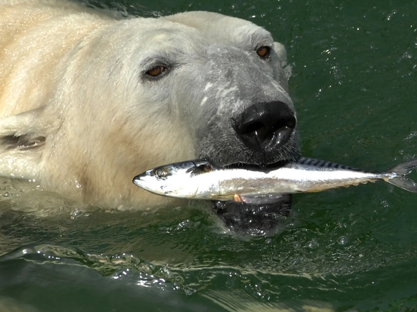 Polárny medveď Vitus sa kŕmi rybou vo svojom bazéne v zoologickej záhrade v Budapešti.
