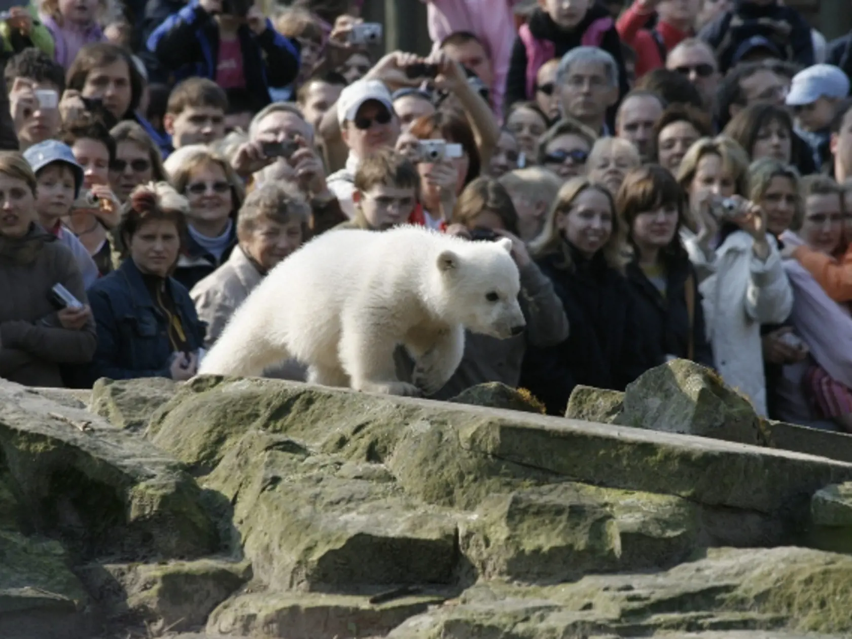 Ľadový medveď Knut bol atrakciou berlínskej ZOO