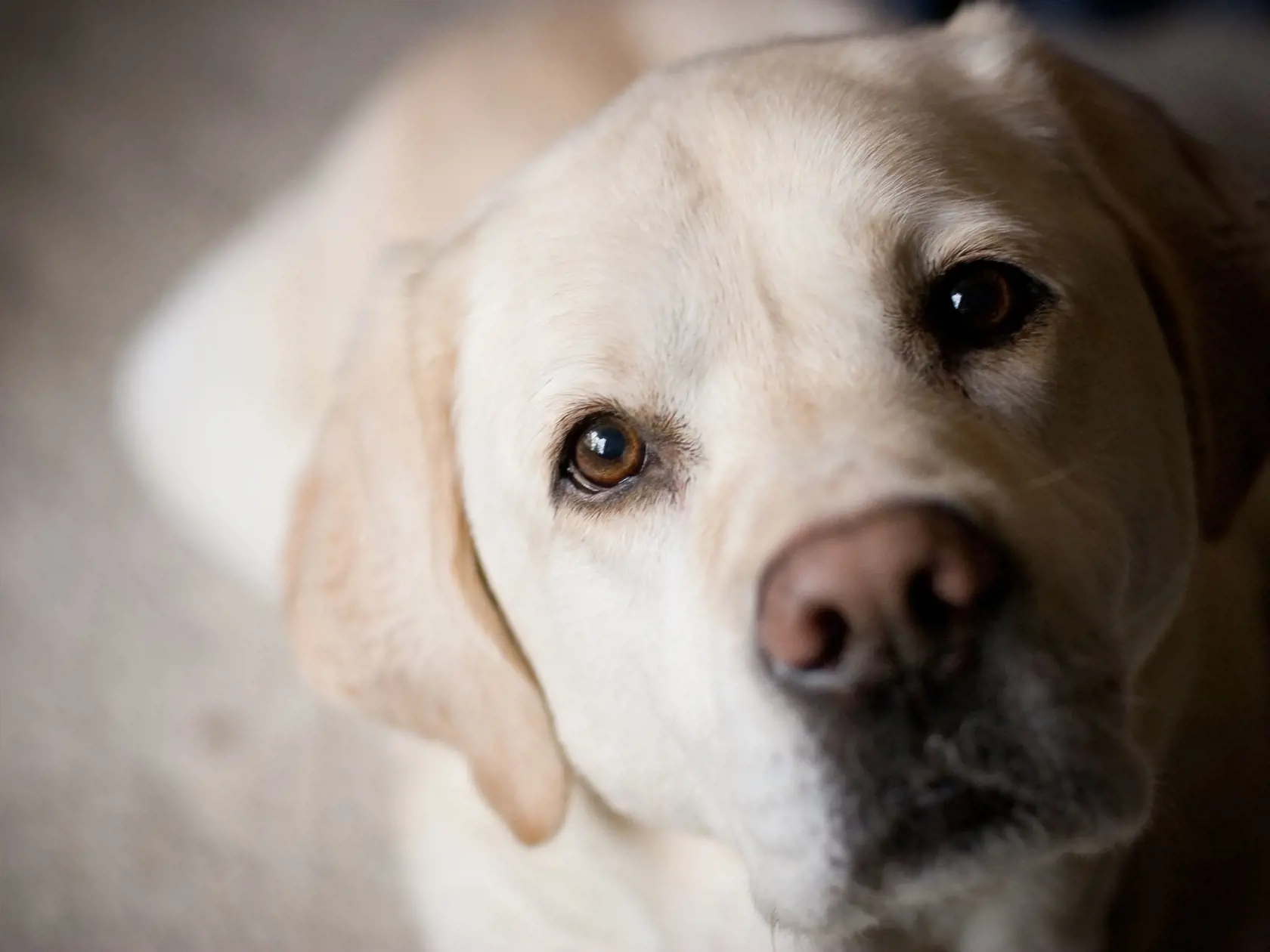 Labrador Retriever – Psí optimista pre každého