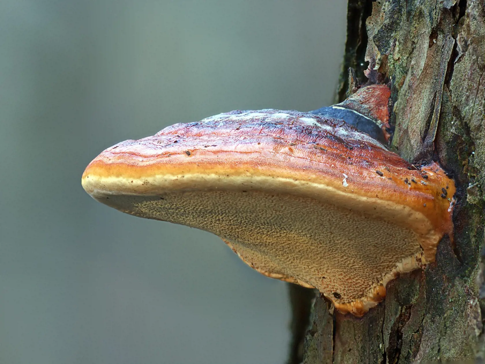 Reishi rastie na stromoch, ale nepatrí medzi jedlé huby.