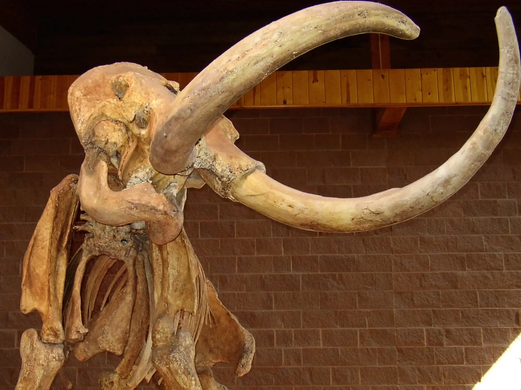 Dnes už nachádzame len kostrové pozostatky týchto prehistorických zvierat.