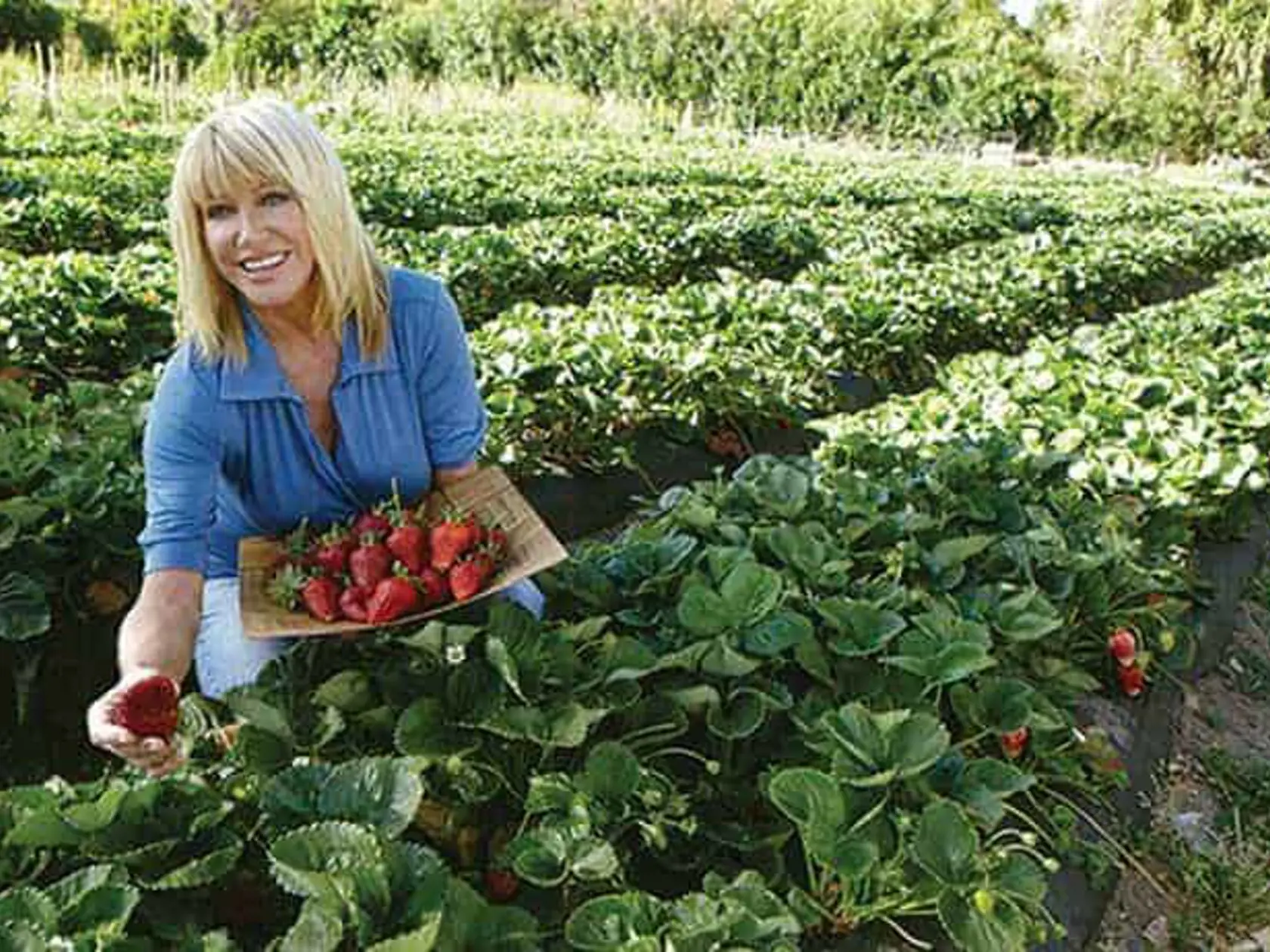 Suzanne Somers pestuje na svojej farme jahody.