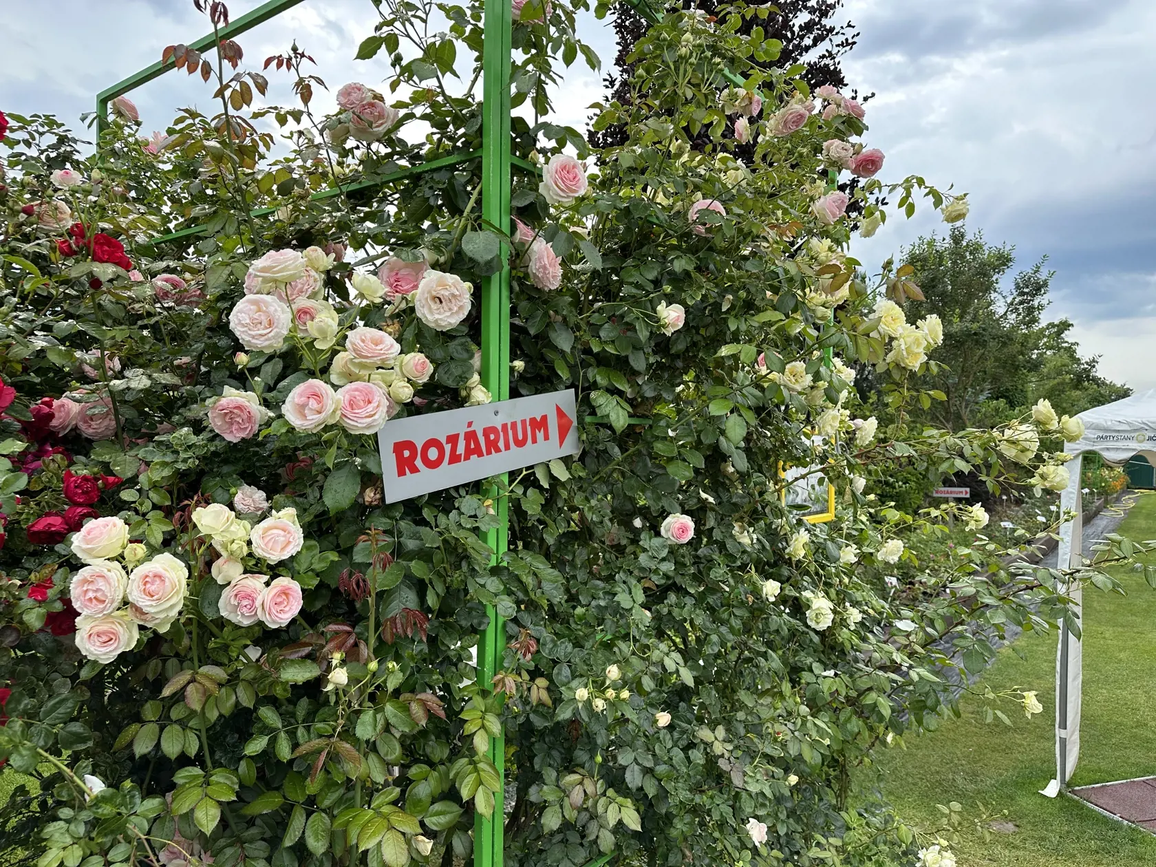 Tisíc štvorcových metrov je domovom viac ako 1 200 ruží. „Vidieť tu je možné 180 odrôd," hovorí majiteľ.