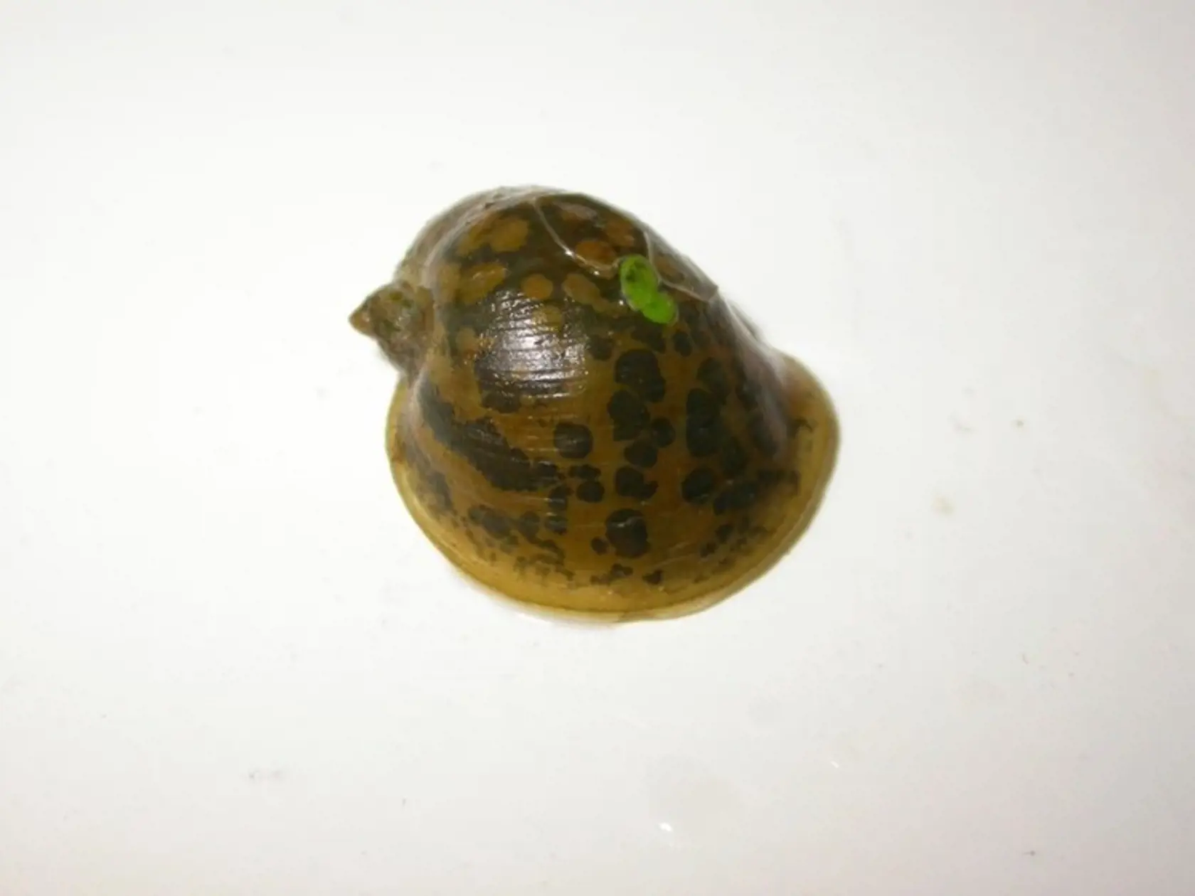Motolica.