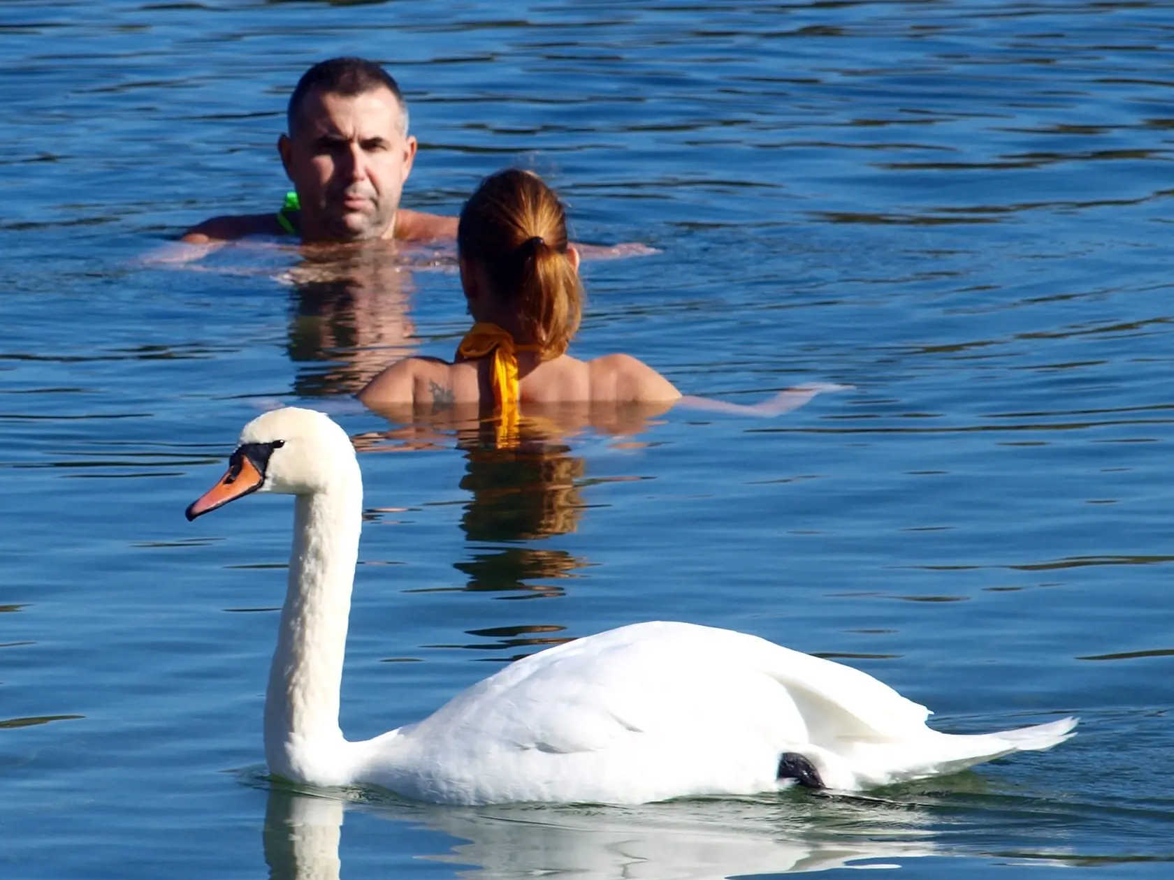 Na snímke ľudia sa kúpu v jazere Veľký Draždiak a okolo nich pláve labuť počas teplého počasia. FOTO TASR - Miroslav Košírer