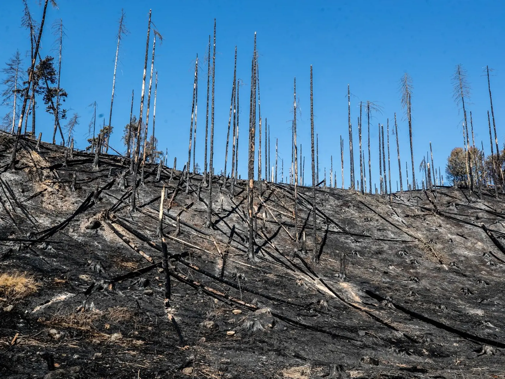 Oheň, ktorý v Českom Švajčiarsku vypukol 24. júla, zničil obrovské množstvo zelene.