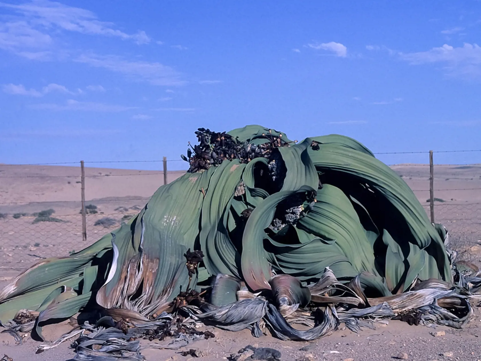 Welwitschia mirabilis nie je práve najatraktívnejšou rastlinou, jej schopnosť prežiť ale fascinuje vedcov už desaťročia. Najstaršie jedince majú okolo tritisíc rokov, čo znamená, že rástli už v dobe železnej. Priemerne sa ale rastliny dožívajú okolo tisíc rokov.