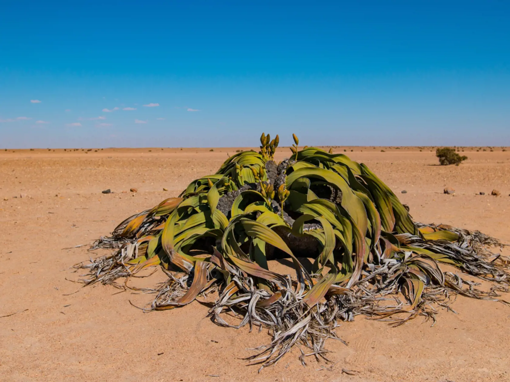 Welwitschia mirabilis je fascinujúcou rastlinou. Nielenže žije tisíce rokov, ale dokáže to v jednom z najnehostinnejších prostredí na Zemi: v Namibskej púšti.