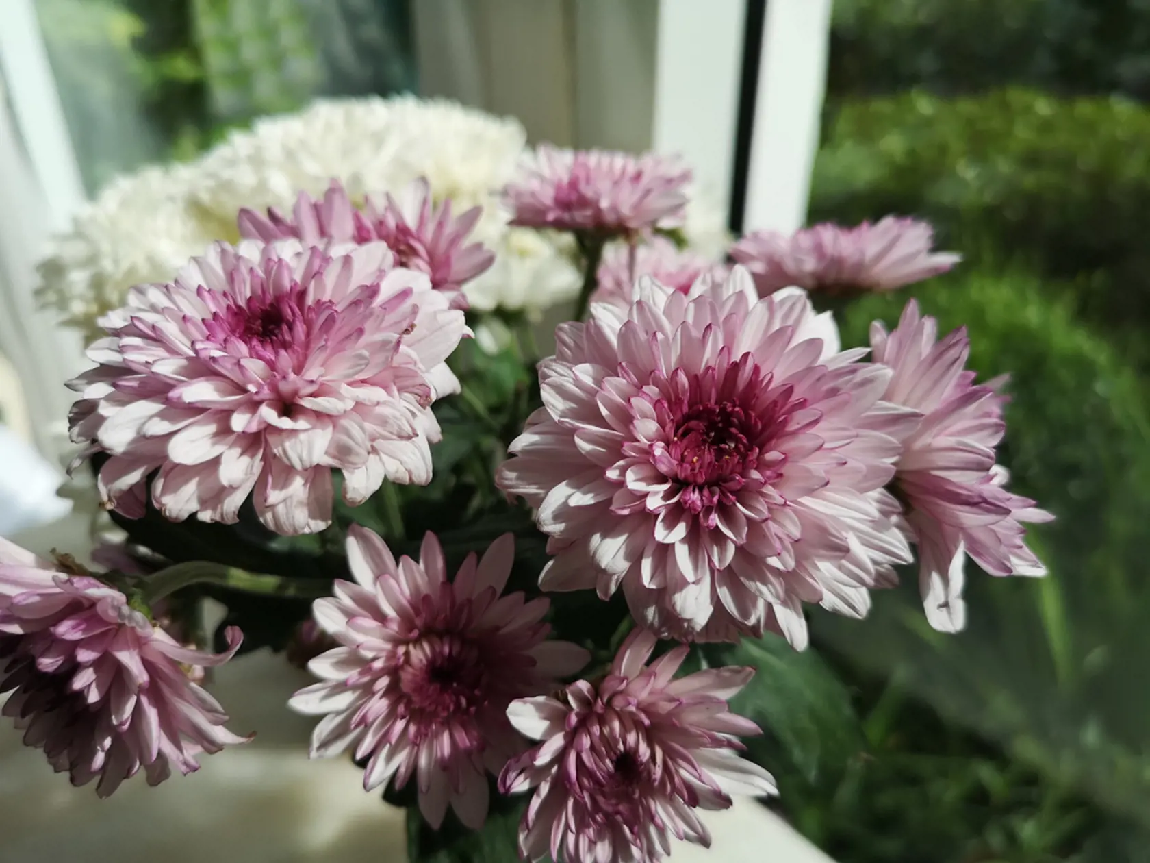 Gerbera jamesonii.