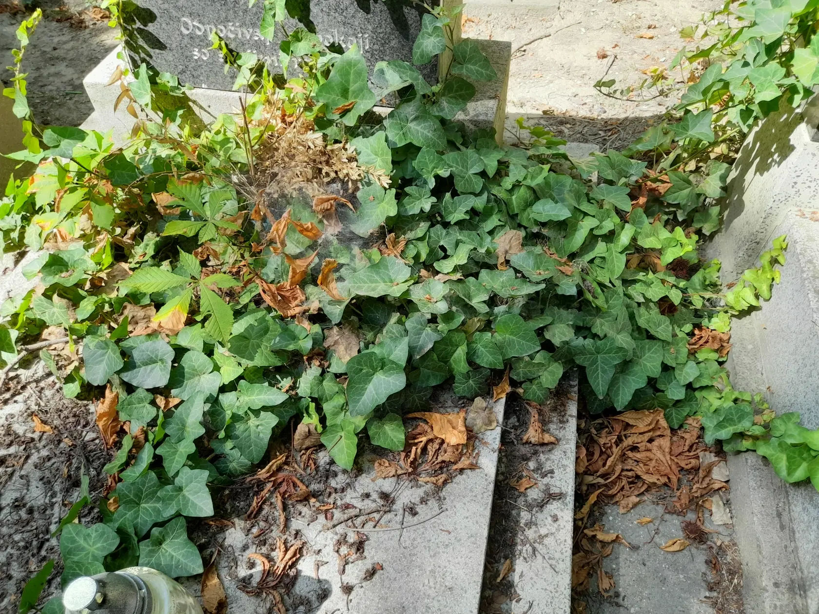 Bratislavu sužujú extrémne horúčavy a zvýšená hladina smogu. Podľa toho vyzerajú aj niektoré hroby.