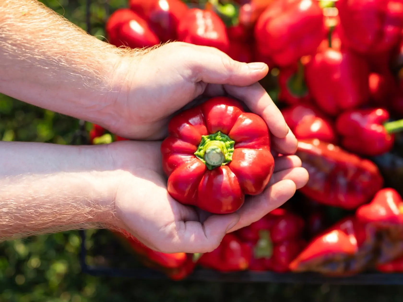 Close up on the hands of farmer holding red sweet pepper. Autumn - fresh harvest from the garden.