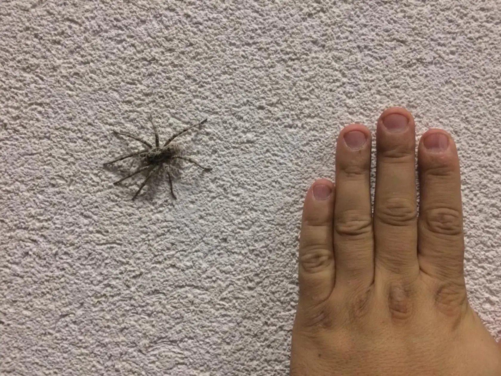 Práve jeseň je čas pavúkov.