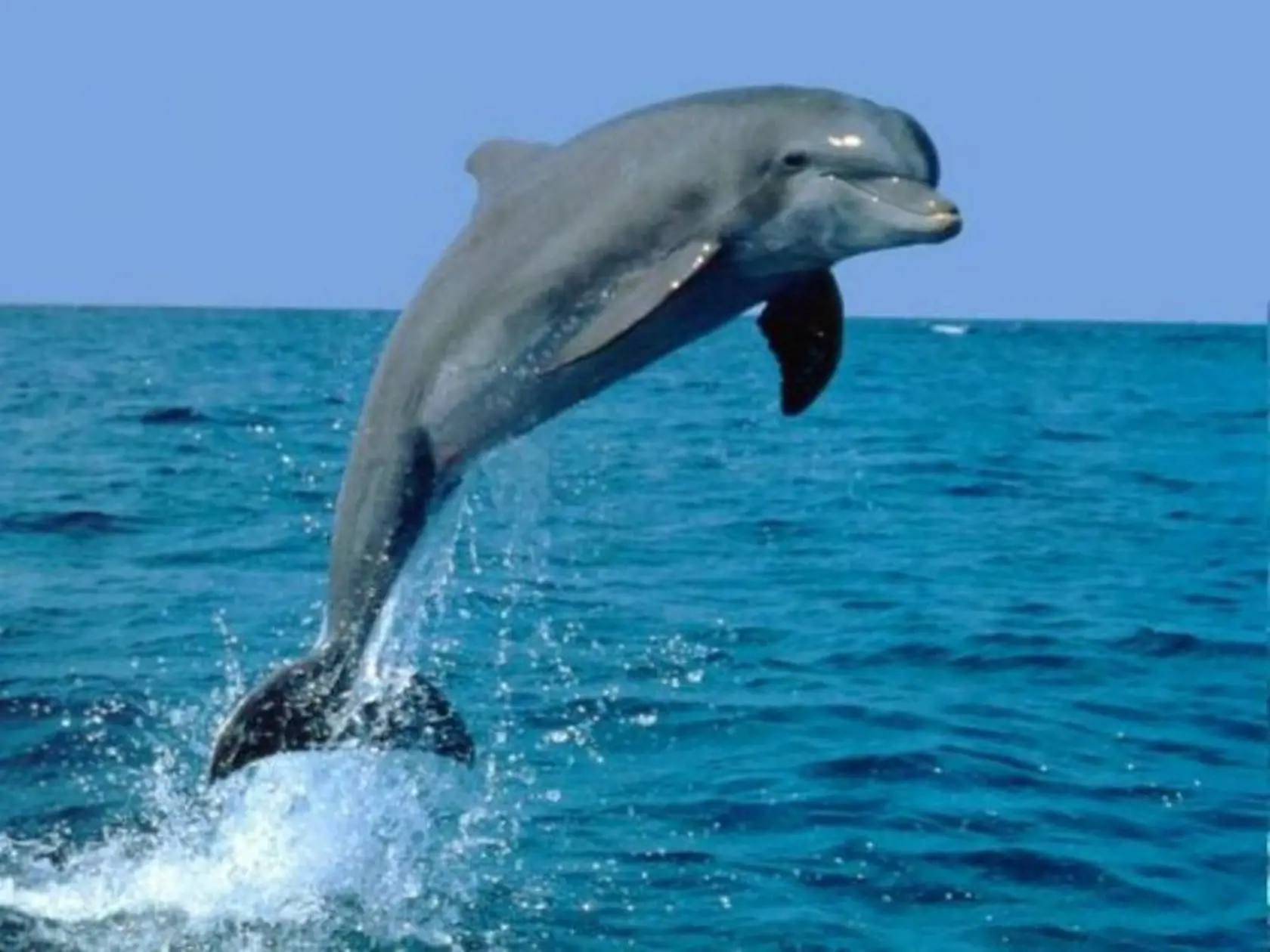 DELFINÁRIUM: Takto by to mohlo vyzerať pod Tatrami.