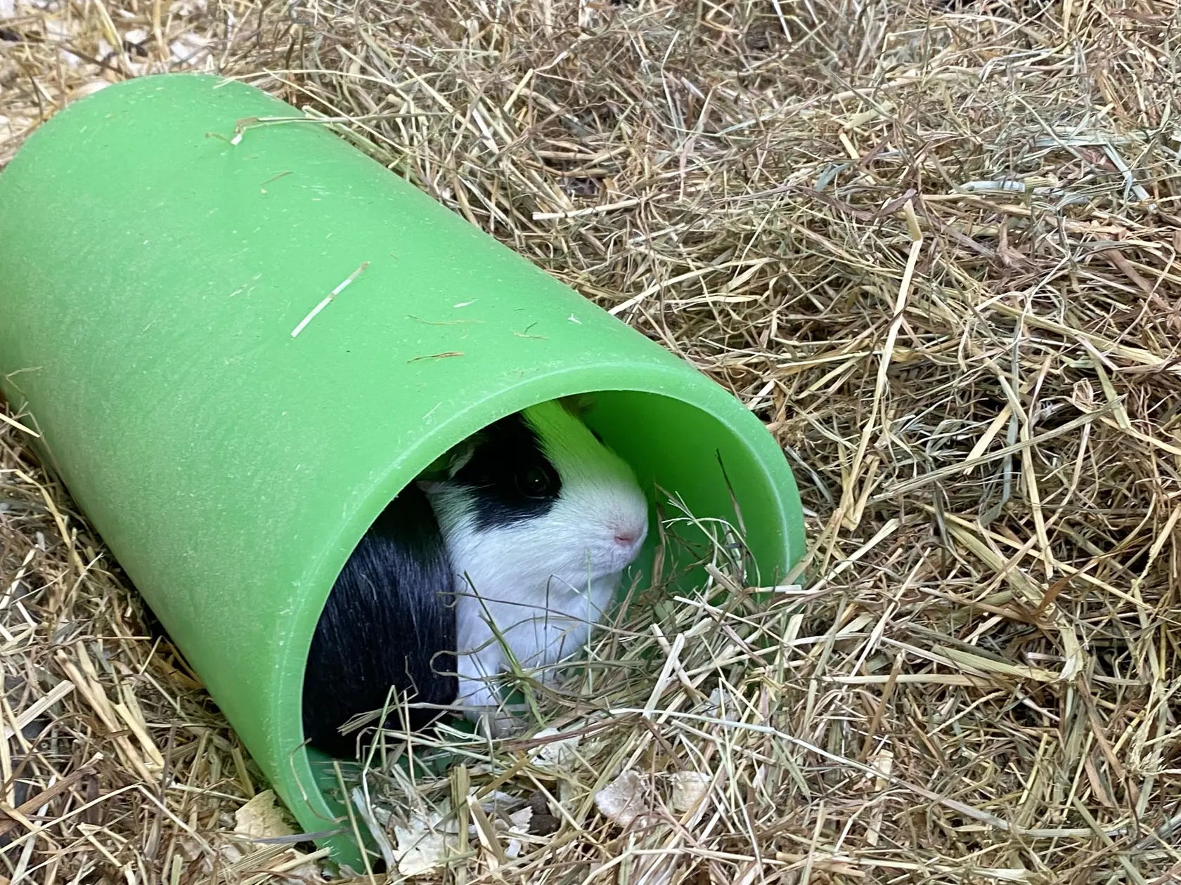 Sputnik sa testuje aj na morčatách. Tie musia vážiť každé okolo 300 gramov.