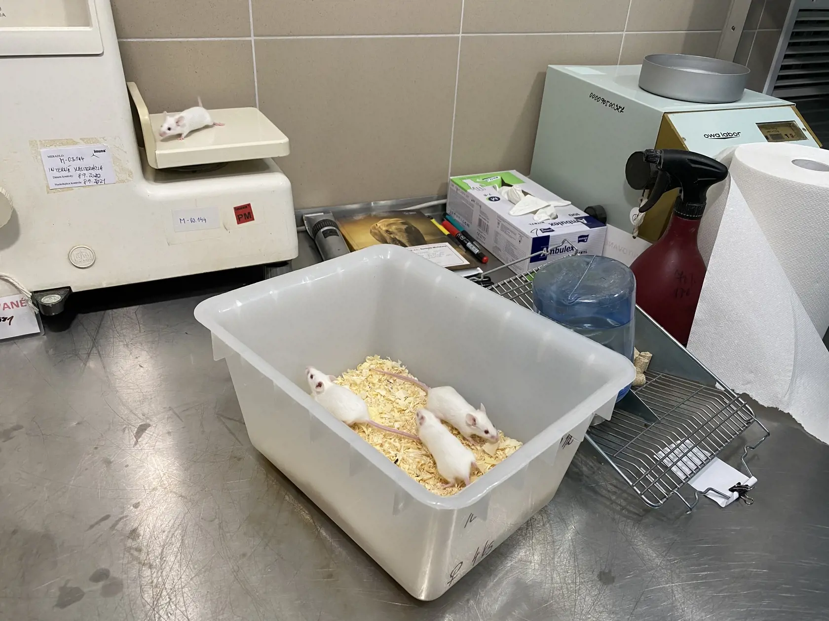 Na zisťovanie prítomnosti jedov v liekoch sa používa 5 bielych myšiek a 2 morčatá. Každá myška musí mať vopred stanovenú váhu a počas skúšky nesmie u nej nastať úbytok.