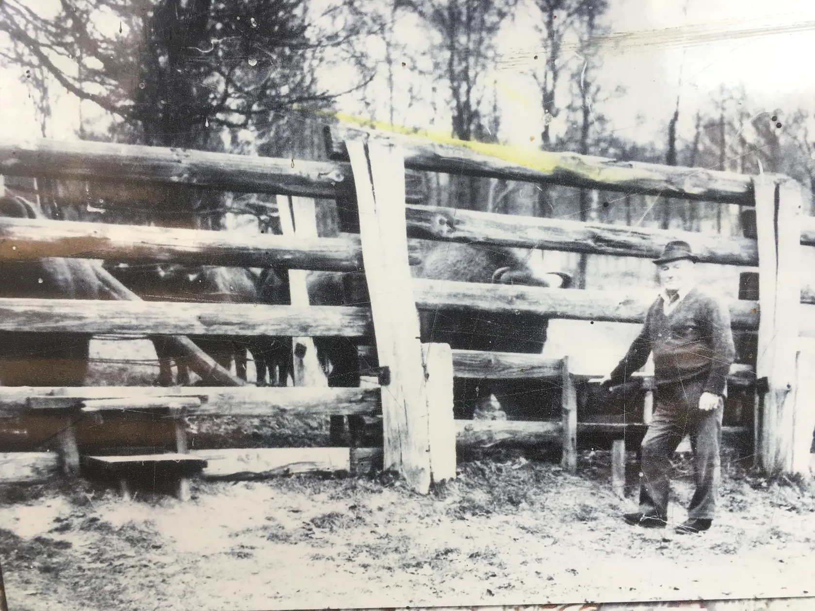 Prvý správca zvernice Karol Krpala pri krmení v roku 1959