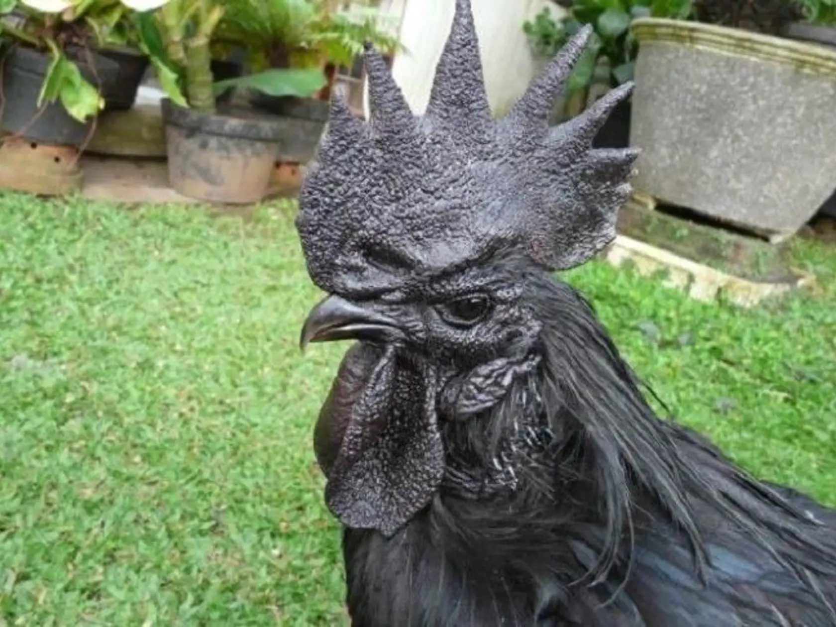 Hydina zo špeciálnej odrody Ayam Cemani má celé