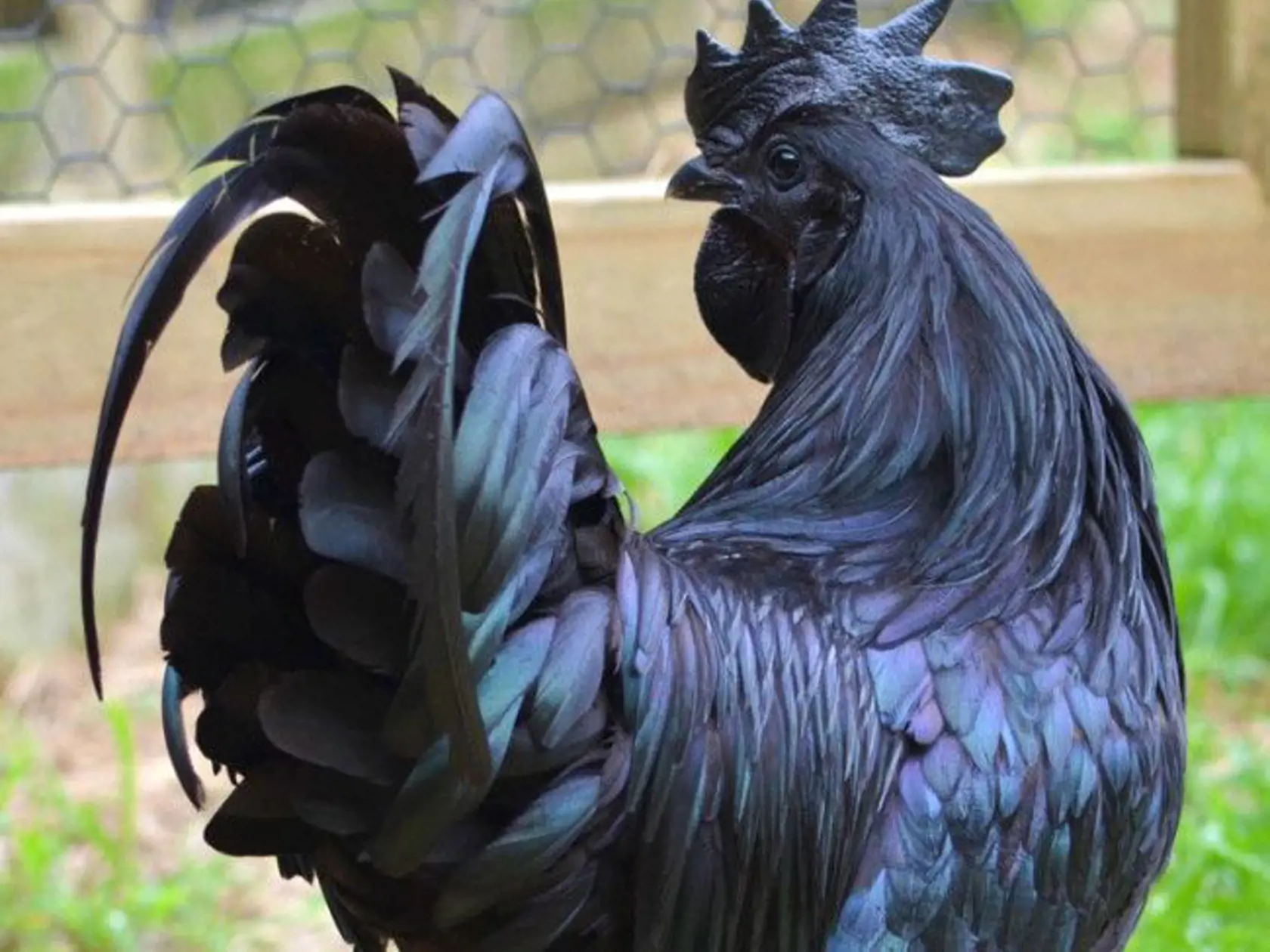 Hydina zo špeciálnej odrody Ayam Cemani má celé