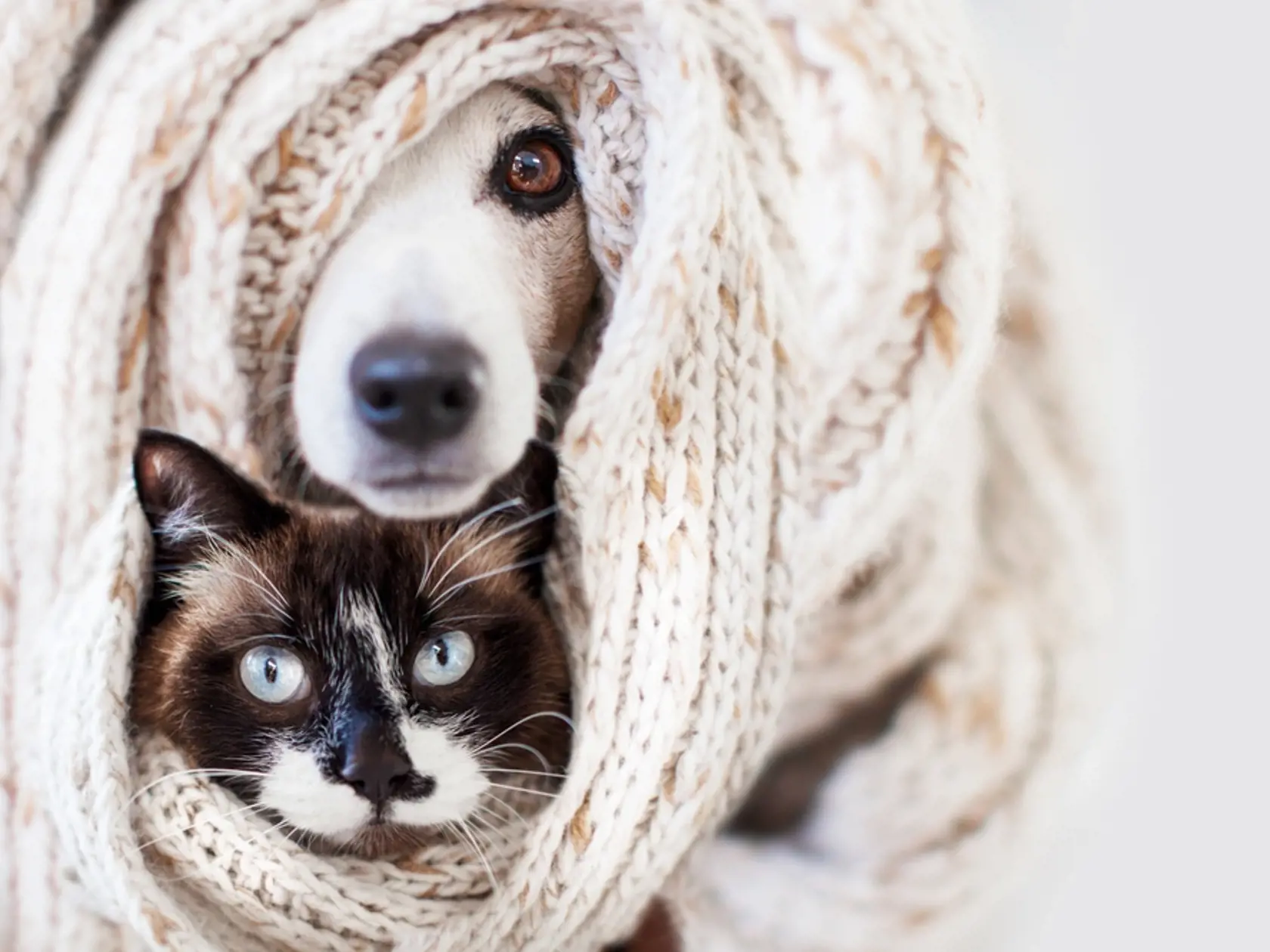 Cat,And,Dog,Sticking,Out,From,Under,A,Rug,Or