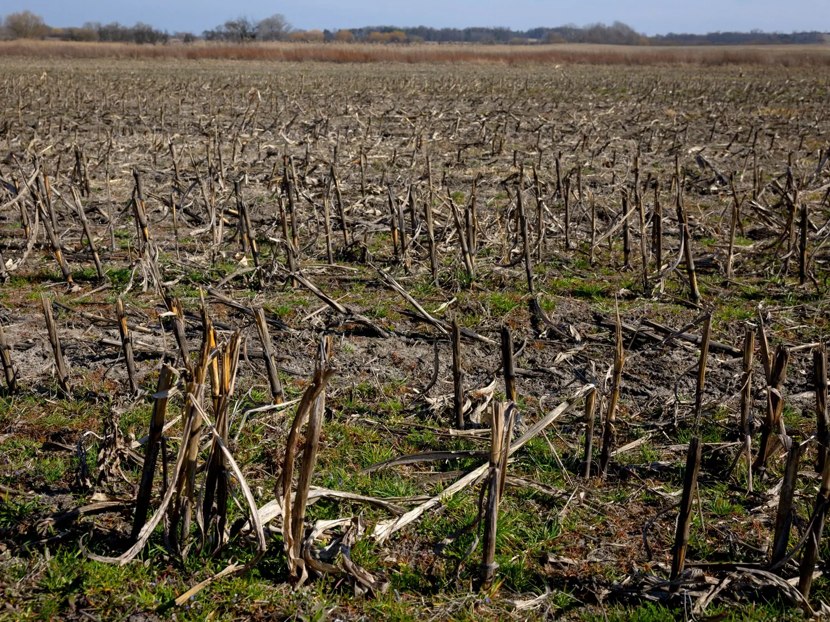 Najbližšie dni by však mali priniesť dážď, ktorý farmárom pomôže.