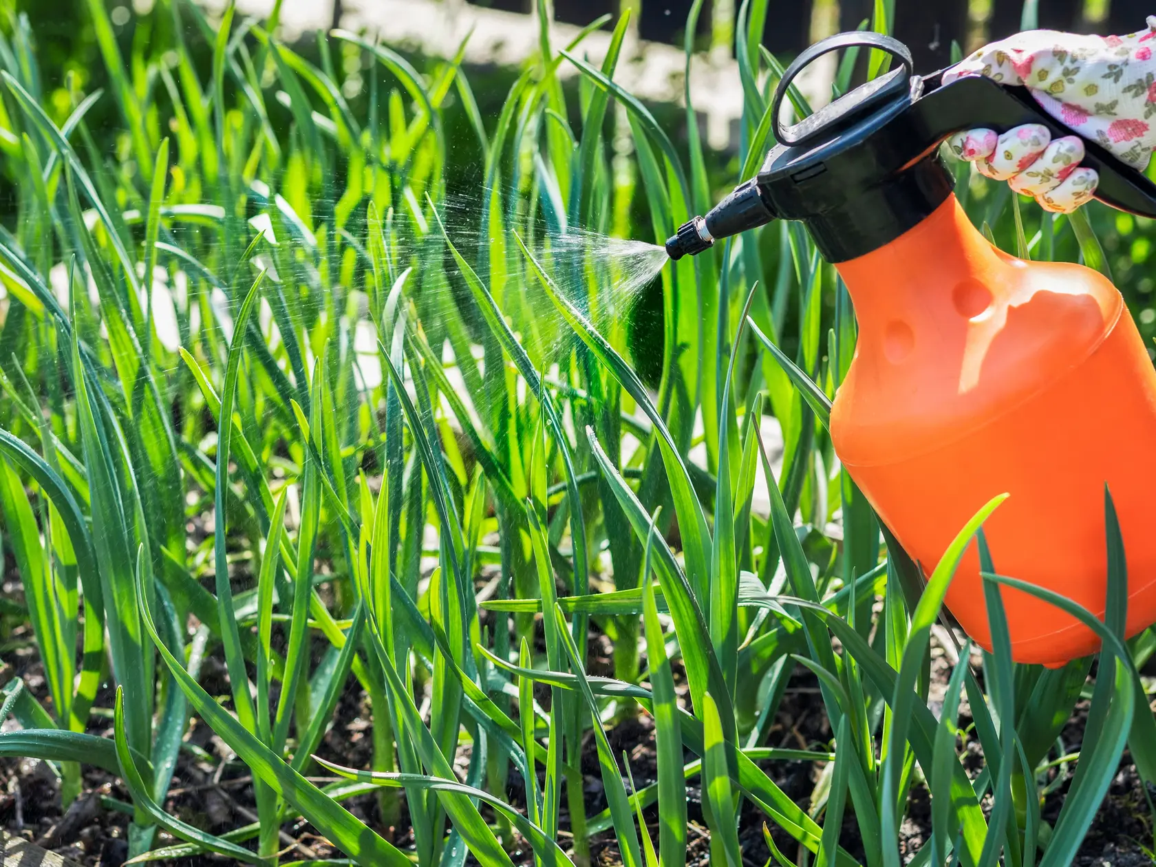 Growing Garlic Vegetables and Spraying Garlic Plant in Raised Bed. Gardening Concept. 