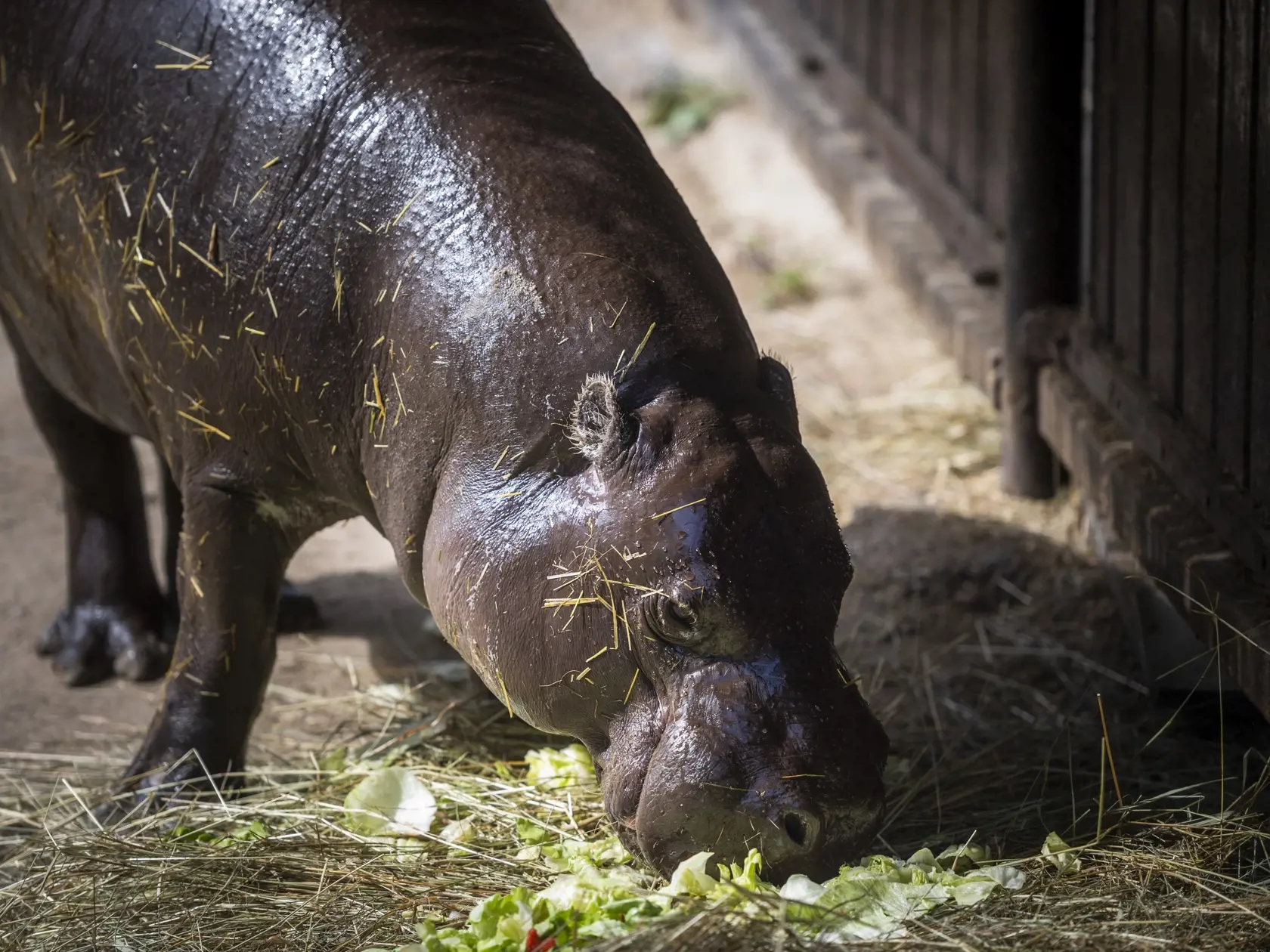 Na snímke samec hrošíka libérijskeho Pavlík počas štartu výzvy #prehrosiky bratislavskej Zoo na vybudovanie lepšieho domova pre hrošíkov libérijských v Bratislave 1. augusta 2022. FOTO TASR - Jaroslav Novák