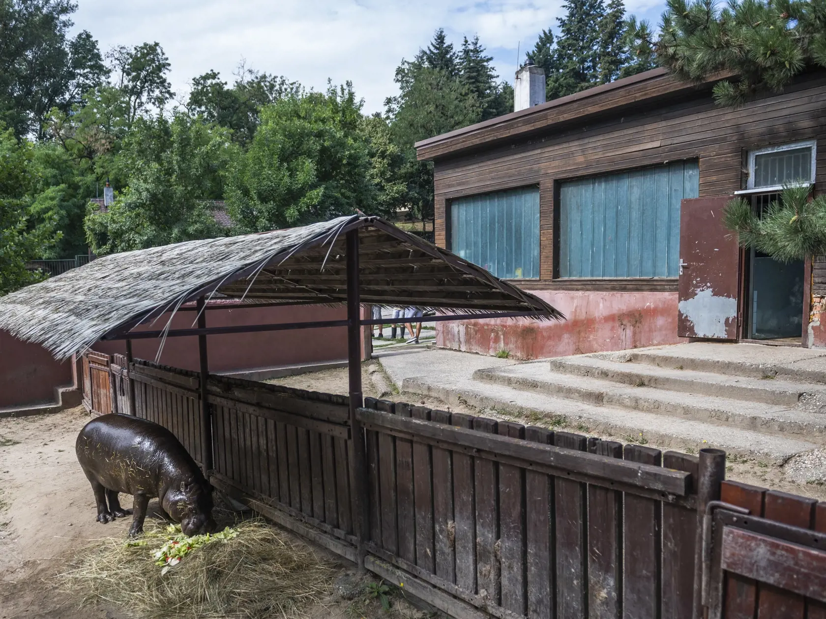 Na snímke vľavos amec hrošíka libérijskeho Pavlík a vpravo budova v havarijnom stave počas štartu výzvy #prehrosiky bratislavskej Zoo na vybudovanie lepšieho domova pre hrošíkov libérijských v Bratislave 1. augusta 2022. FOTO TASR - Jaroslav Novák