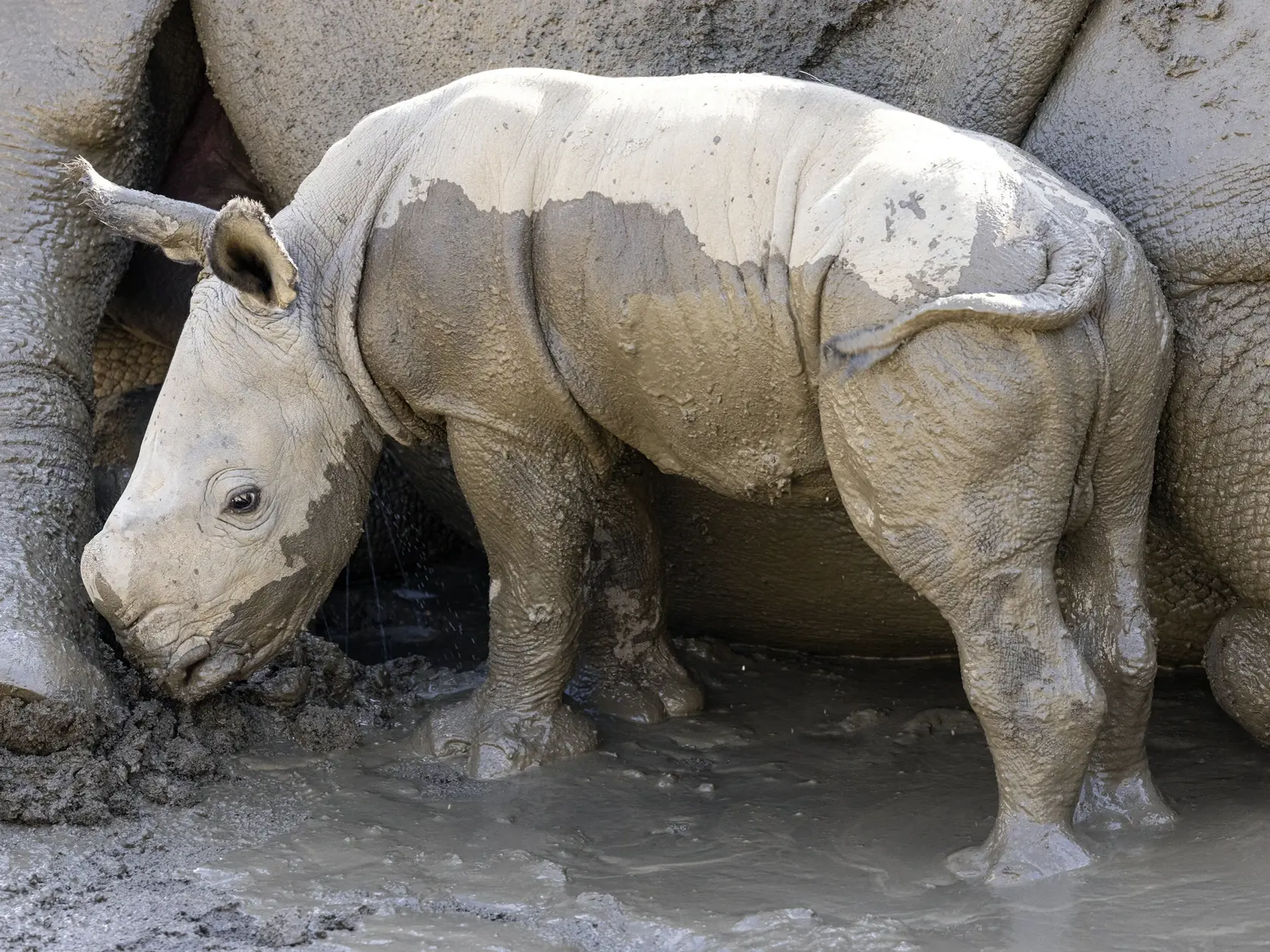 PK 29 San Diego - Na snímke poskytnutej zoologickou záhradou v americkom San Diegu samčie mláďa nosorožca stojí pri svojej matke po váľaní sa v bahne v Centre na záchranu nosorožcov Nikity Kahnovej v ZOO v San Diegu 12. augusta 2022. FOTO TASR/AP

In this photo provided by the San Diego Zoo Wildlife Alliance, a male southern white rhino calf stands with his mother after playing in a mud wallow at Nikita Kahn Rhino Rescue Center at the San Diego Zoo Safari Park, Aug. 12, 2022. (Ken Bohn/San Diego