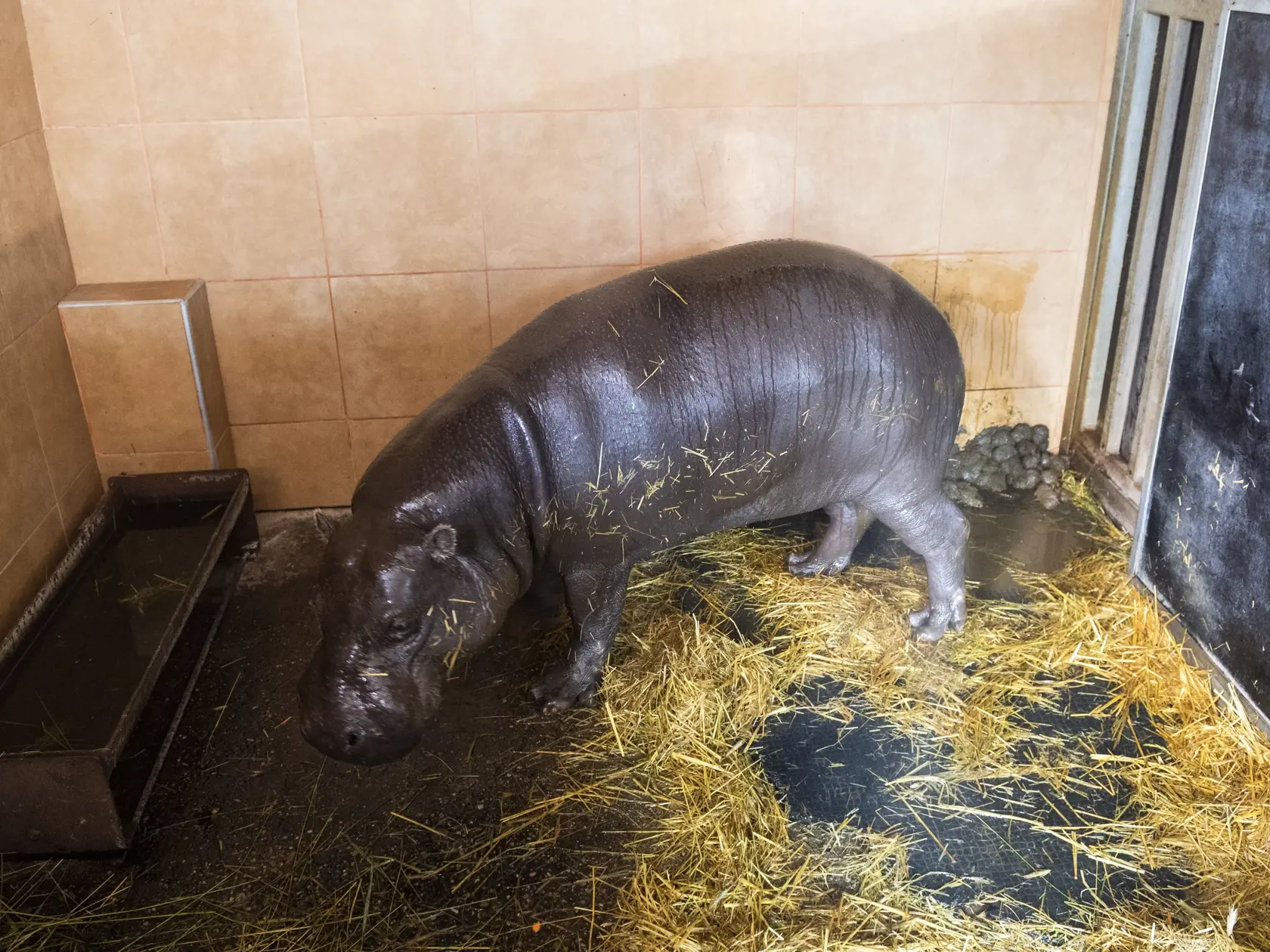 Na snímke samec hrošíka libérijskeho Pavlík počas štartu výzvy #prehrosiky bratislavskej Zoo na vybudovanie lepšieho domova pre hrošíkov libérijských v Bratislave 1. augusta 2022. FOTO TASR - Jaroslav Novák