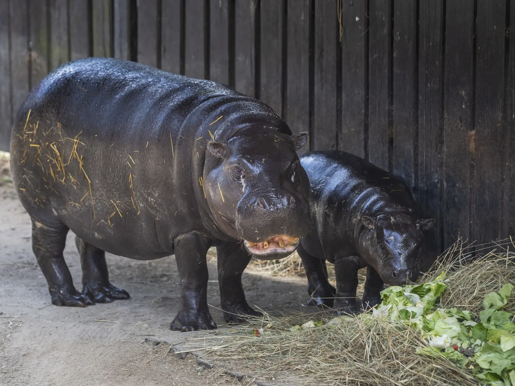Na snímke zľava samica hrošíka libérijskeho Dimba a mláďa Debby počas štartu výzvy #prehrosiky bratislavskej Zoo na vybudovanie lepšieho domova pre hrošíkov libérijských v Bratislave 1. augusta 2022. FOTO TASR - Jaroslav Novák