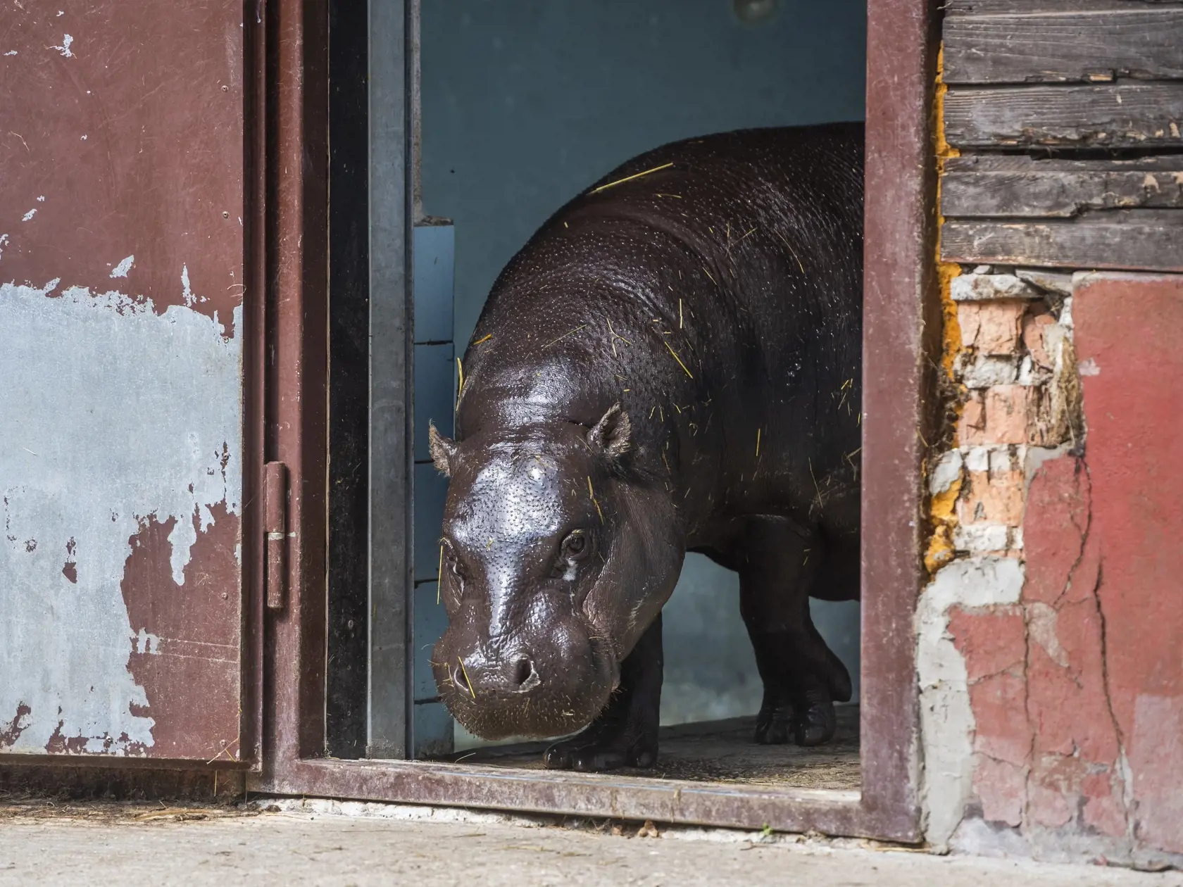 Na snímke samica hrošíka libérijskeho Dimba počas štartu výzvy #prehrosiky bratislavskej Zoo na vybudovanie lepšieho domova pre hrošíkov libérijských v Bratislave 1. augusta 2022. FOTO TASR - Jaroslav Novák