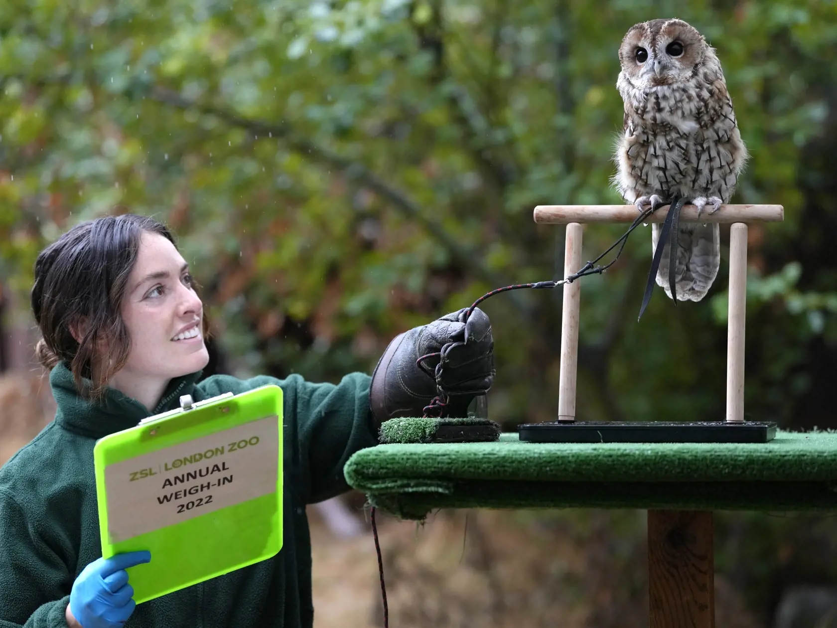 KK9 Londýn - Ošetrovateľka so sovou plavou (Strix fulvescens) počas každoročného váženia a merania 25. augusta 2022 v londýnskej zoo. FOTO TASR/AP
Owlberta a Tawny Owl is weighed by keeper Hattie Sire during the Weigh-in at ZSL London Zoo in London, Thursday, Aug. 25, 2022. The annual weigh-in is an opportunity for keepers at ZSL London Zoo to make sure the information they've recorded is up-to-date and accurate, with each measurement then added to the Zoological Information Management System (Z