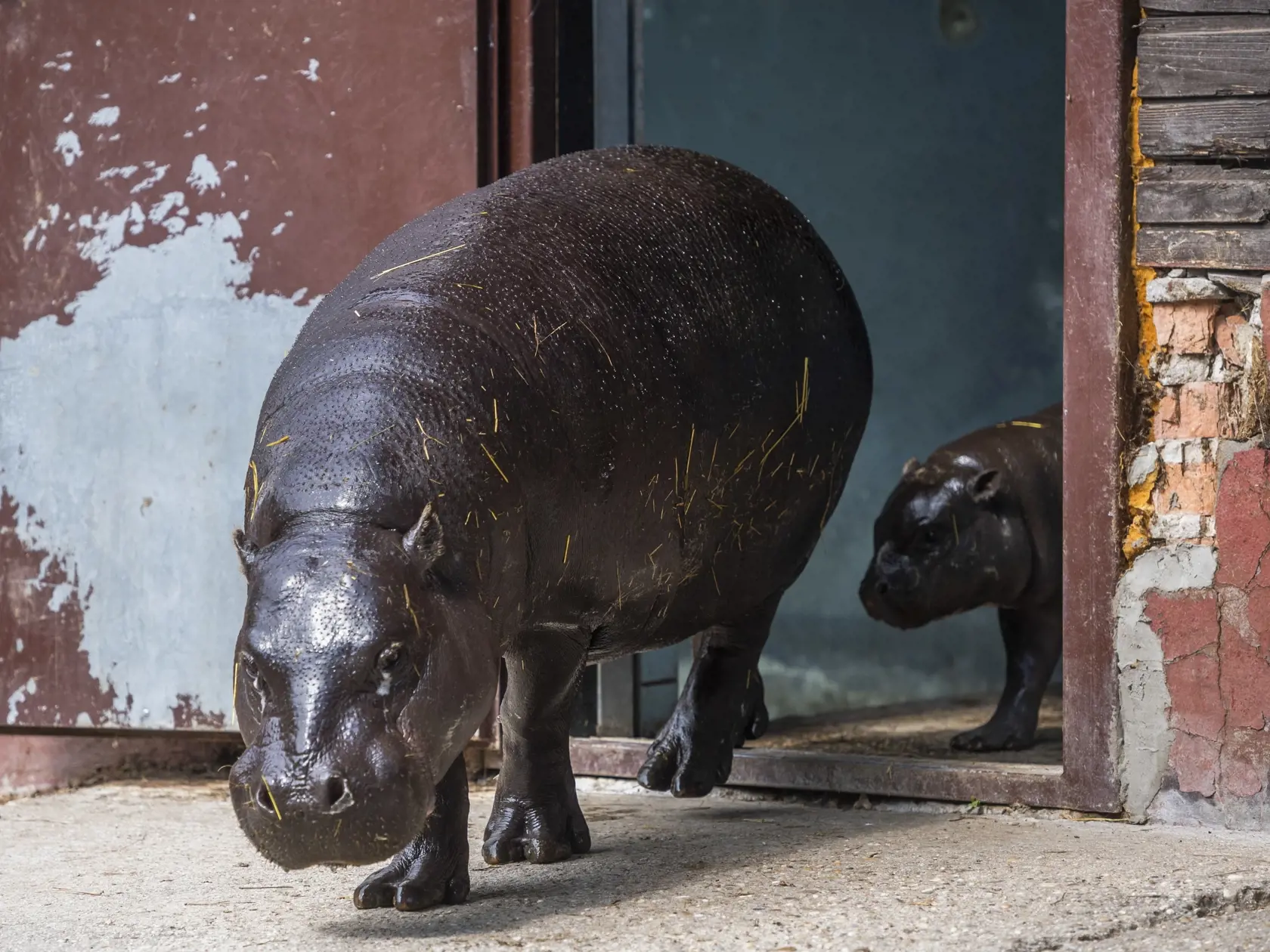 Na snímke zľava samica hrošíka libérijskeho Dimba a mláďa Debby počas štartu výzvy #prehrosiky bratislavskej Zoo na vybudovanie lepšieho domova pre hrošíkov libérijských v Bratislave 1. augusta 2022. FOTO TASR - Jaroslav Novák
