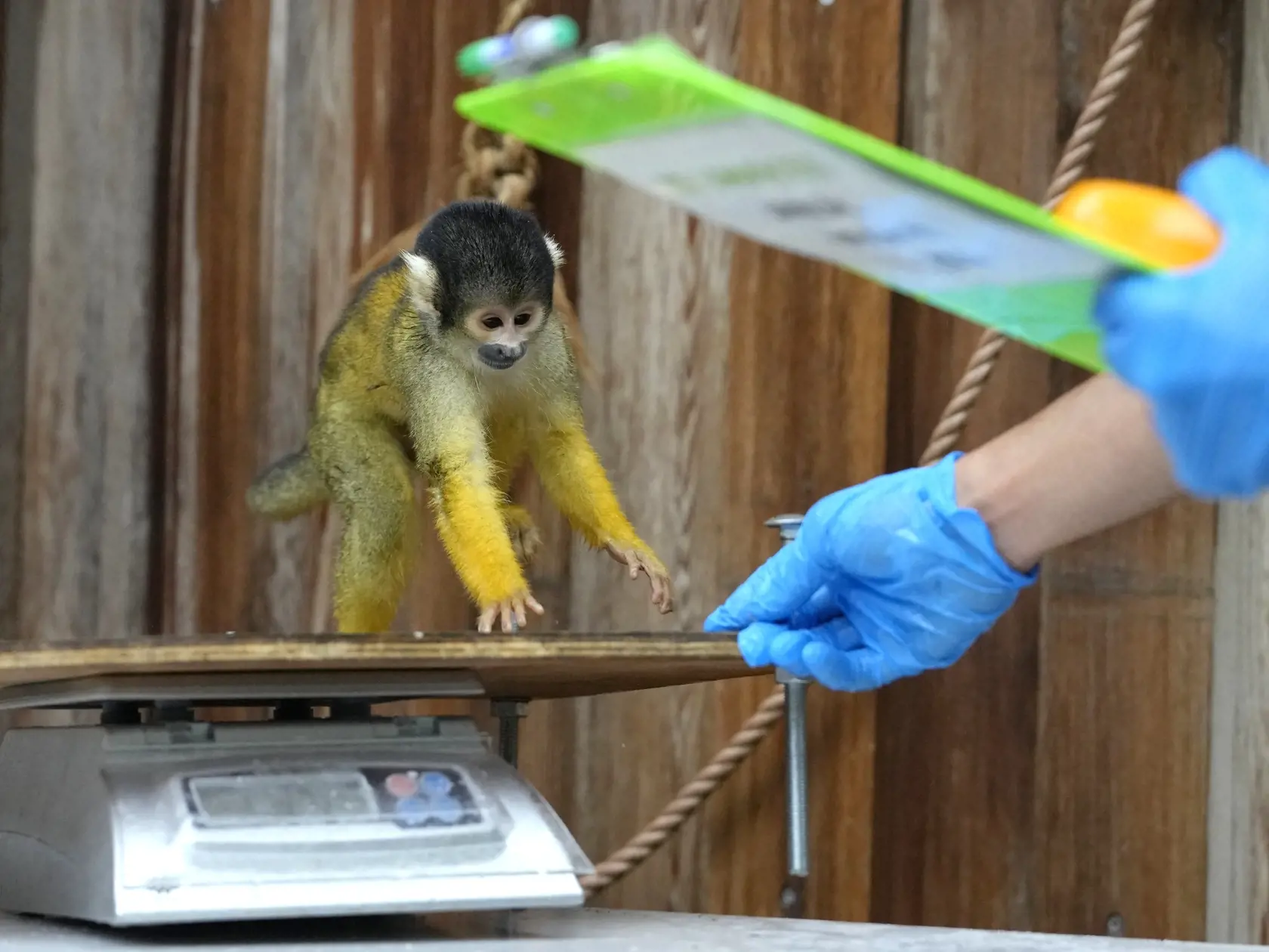 KK12 Londýn - Opica veverica (Saimi sciureus)  počas každoročného váženia a merania 25. augusta 2022 v londýnskej zoo. FOTO TASR/AP
A Squirrel Monkey is tempted onto a measuring scale during the Weigh-in at ZSL London Zoo in London, Thursday, Aug. 25, 2022. The annual weigh-in is an opportunity for keepers at ZSL London Zoo to make sure the information they've recorded is up-to-date and accurate, with each measurement then added to the Zoological Information Management System (ZIMS), a database 
