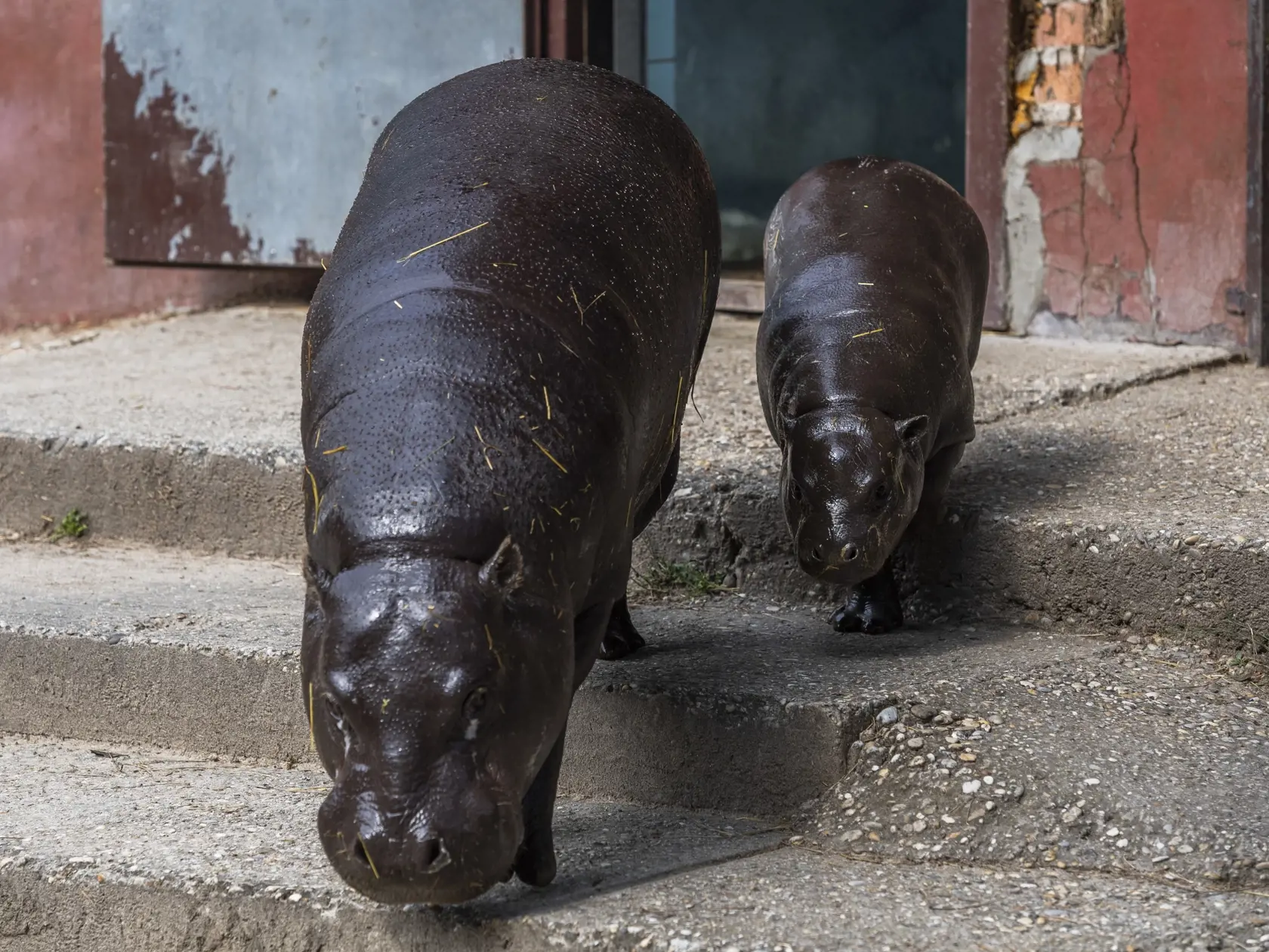 Na snímke zľava samica hrošíka libérijskeho Dimba a mláďa Debby počas štartu výzvy #prehrosiky bratislavskej Zoo na vybudovanie lepšieho domova pre hrošíkov libérijských v Bratislave 1. augusta 2022. FOTO TASR - Jaroslav Novák