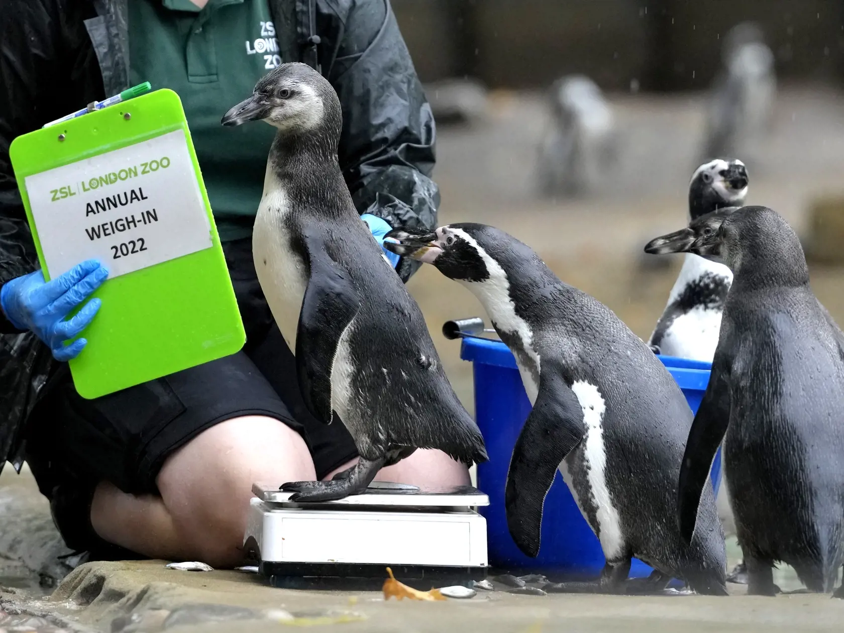KK8 Londýn - Ošetrovateľka s tučniakmi Humboldtovými počas každoročného váženia a merania 25. augusta 2022 v londýnskej zoo. FOTO TASR/AP
Humbolt Penguins gather around keeper Jess Jones as she weighs them at ZSL London Zoo, in London, Thursday, Aug. 25, 2022. The annual weigh-in is an opportunity for keepers at ZSL London Zoo to make sure the information they've recorded is up-to-date and accurate, with each measurement then added to the Zoological Information Management System (ZIMS), a databa