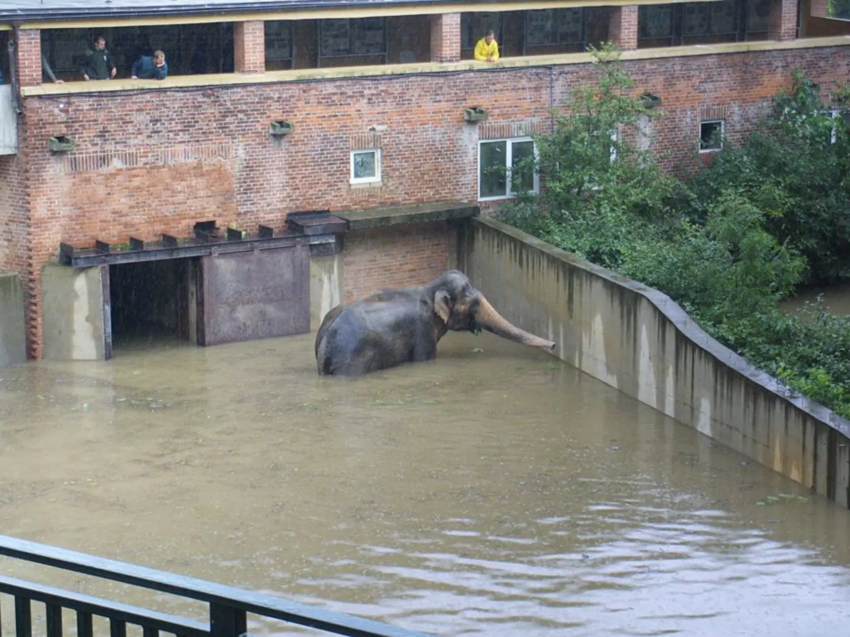 V auguste 2002 museli v pražskej ZOO utratiť jedného slona, ktorý mohol byť pre ľudí nebezpečný.