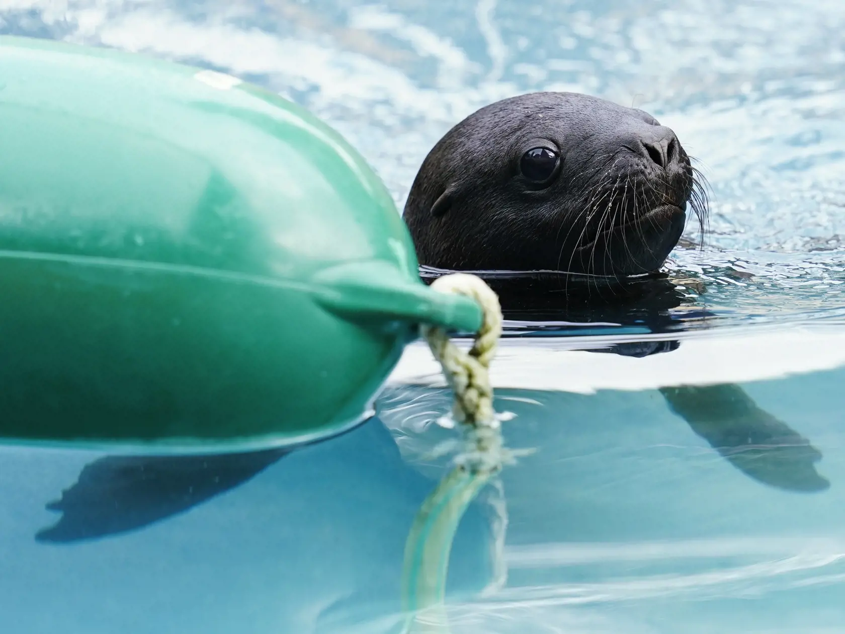 KK62 Heidelberg - Mláďa tuleňa hrivnatého sa učí plávať vo výbehu v zoologickej záhrade 15. augusta 2022 v nemeckom Heidelbergu. FOTO TASR/DPA
15.08.2022, Baden-Württemberg, Heidelberg: Die junge Mähnenrobbe Yuna bewegt sich im Außengehege des Heidelberger Zoos. Das Jungtier kam Mitte Juli zur Welt und muss nun das Schwimmen lernen. Foto: Uwe Anspach/dpa +++ dpa-Bildfunk +++