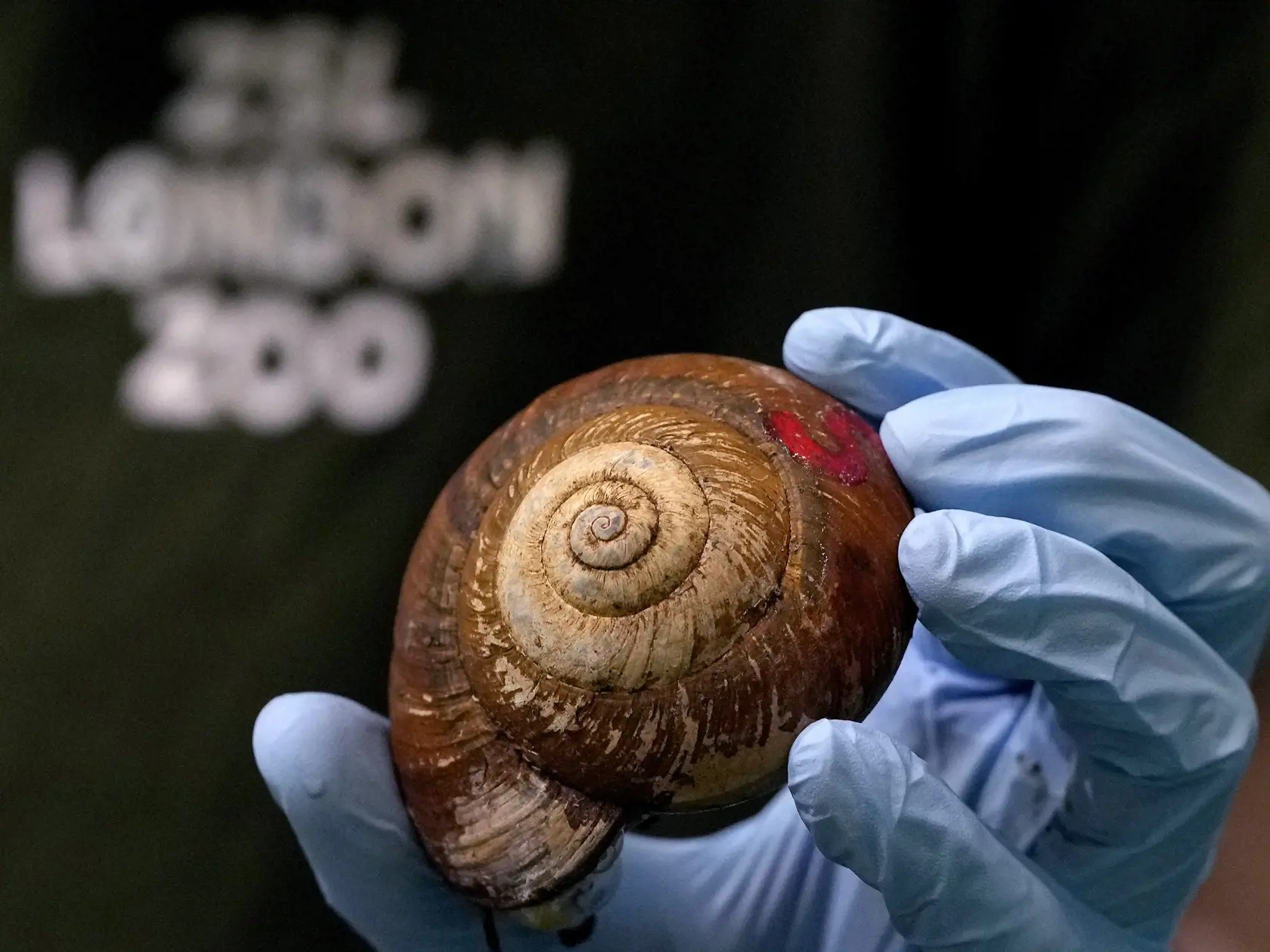 KK13 Londýn - Vietnamský obrovský slimák počas každoročného váženia a merania 25. augusta 2022 v londýnskej zoo. FOTO TASR/AP
A Giant Vietnamese Giant Snail is displayed during the Weigh-in at ZSL London Zoo in London, Thursday, Aug. 25, 2022. The annual weigh-in is an opportunity for keepers at ZSL London Zoo to make sure the information they've recorded is up-to-date and accurate, with each measurement then added to the Zoological Information Management System (ZIMS), a database shared with zo