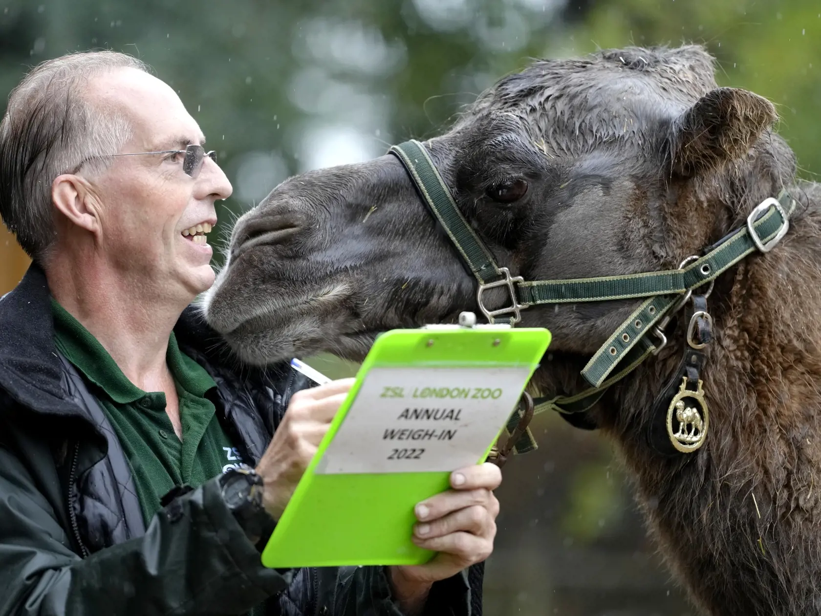 KK11 Londýn - Ošetrovateľ a ťava dvojhrbá (Bactrian camel) počas každoročného váženia a merania 25. augusta 2022 v londýnskej zoo. FOTO TASR/AP
Noemie a Bactrian Camel gets inquisitive as she is weighed by keeper Mick Tiley during the Weigh-in at ZSL London Zoo in London, Thursday, Aug. 25, 2022. The annual weigh-in is an opportunity for keepers at ZSL London Zoo to make sure the information they've recorded is up-to-date and accurate, with each measurement then added to the Zoological Informati