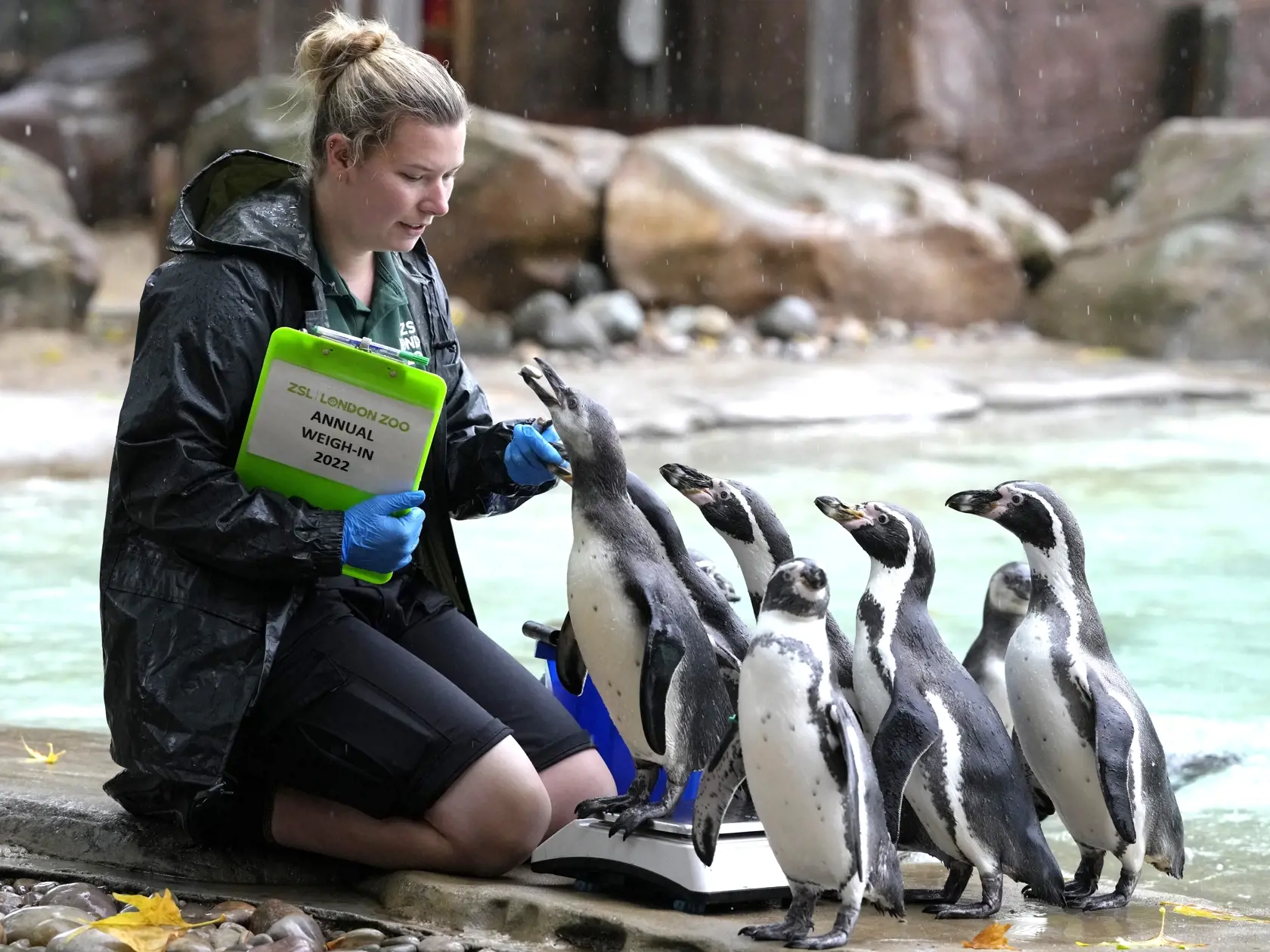 KK7 Londýn - Ošetrovateľka s tučniakmi Humboldtovými počas každoročného váženia a merania 25. augusta 2022 v londýnskej zoo. FOTO TASR/AP
Humbolt Penguins gather around keeper Jess Jones as she weighs them at ZSL London Zoo, in London, Thursday, Aug. 25, 2022. The annual weigh-in is an opportunity for keepers at ZSL London Zoo to make sure the information they've recorded is up-to-date and accurate, with each measurement then added to the Zoological Information Management System (ZIMS), a databa